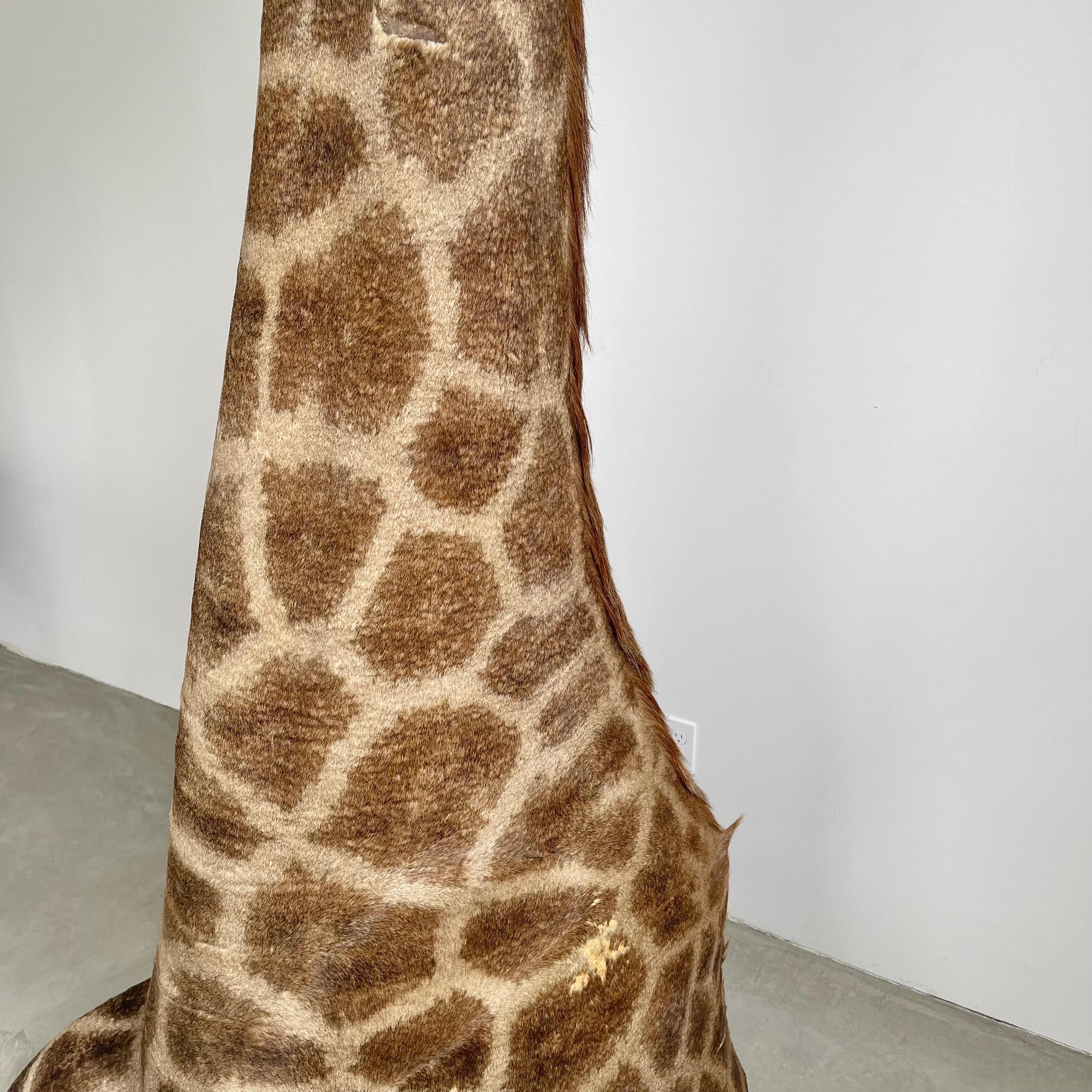 Giraffe Taxidermy Mount, 1970s 6
