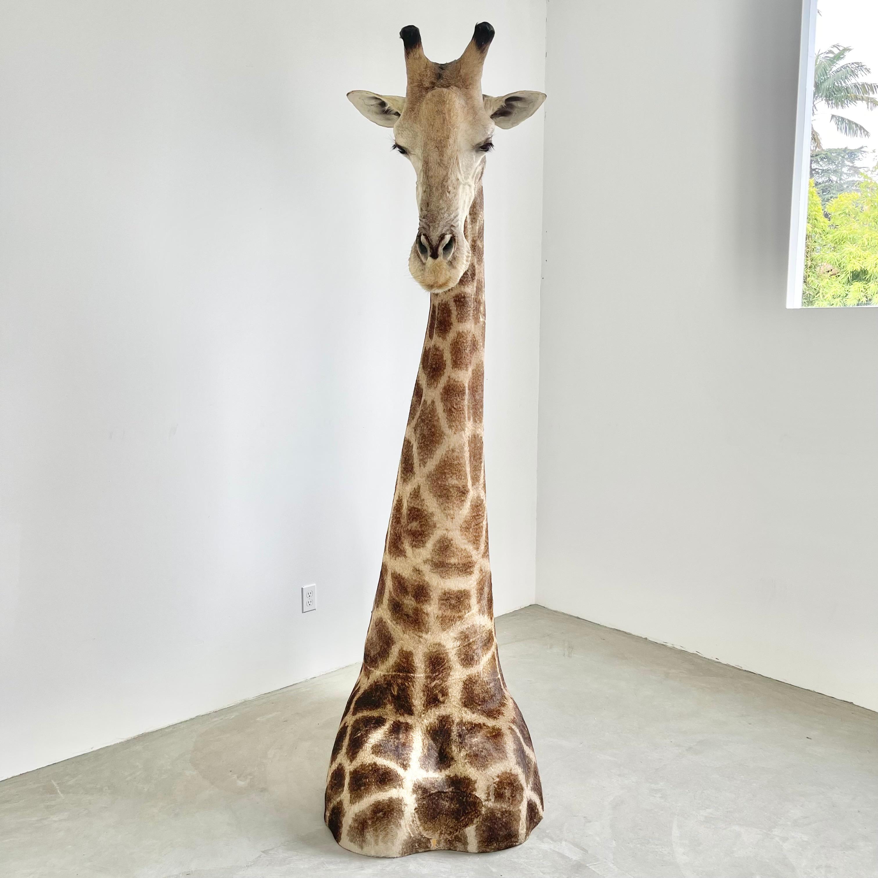 Stunning Giraffe taxidermy mount. Just over 8 feet tall. Beautiful expression to face. Overwhelming presence in the room. Good coloring to fur and good vintage condition with some wear as shown. Presents beautifully.