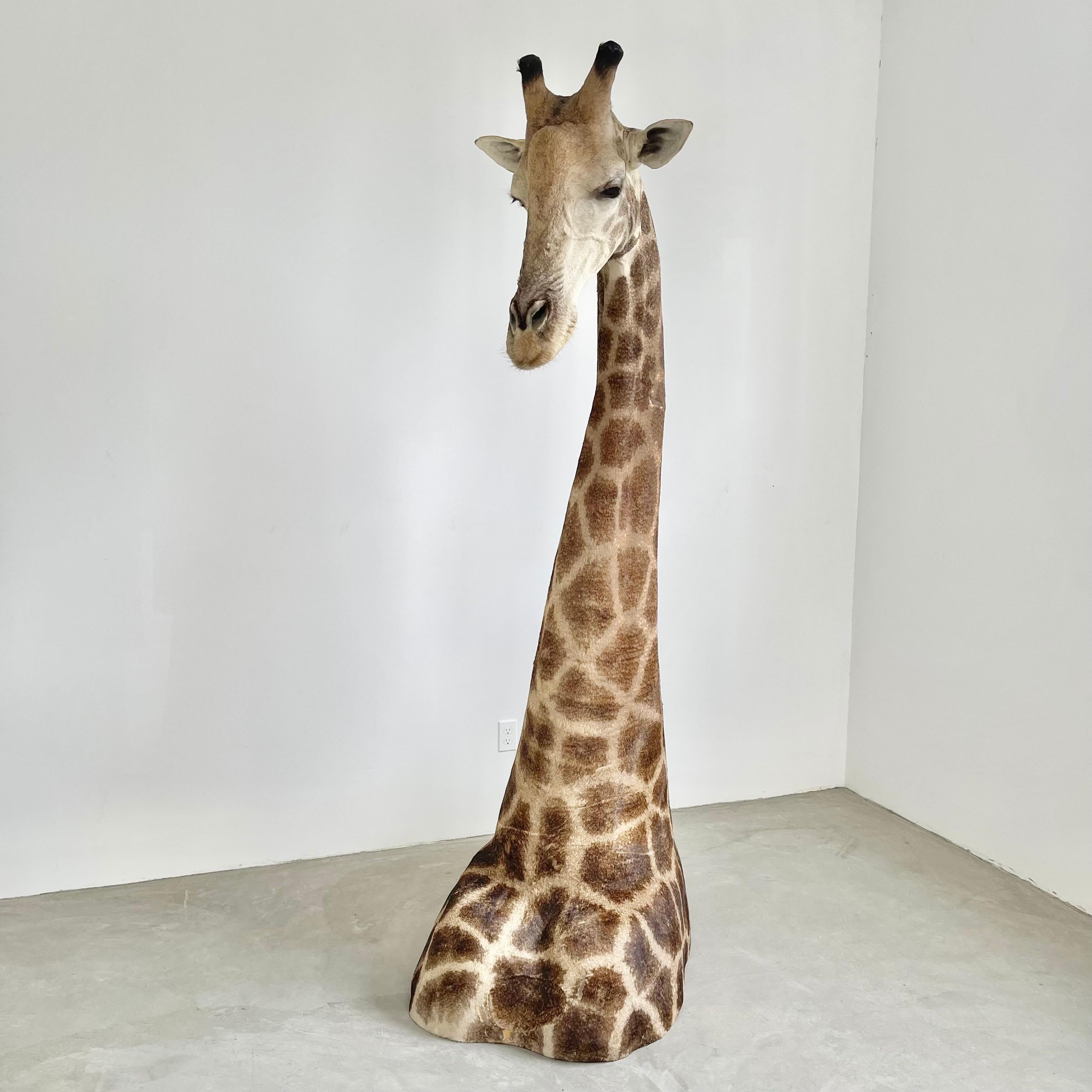giraffe taxidermy mounts