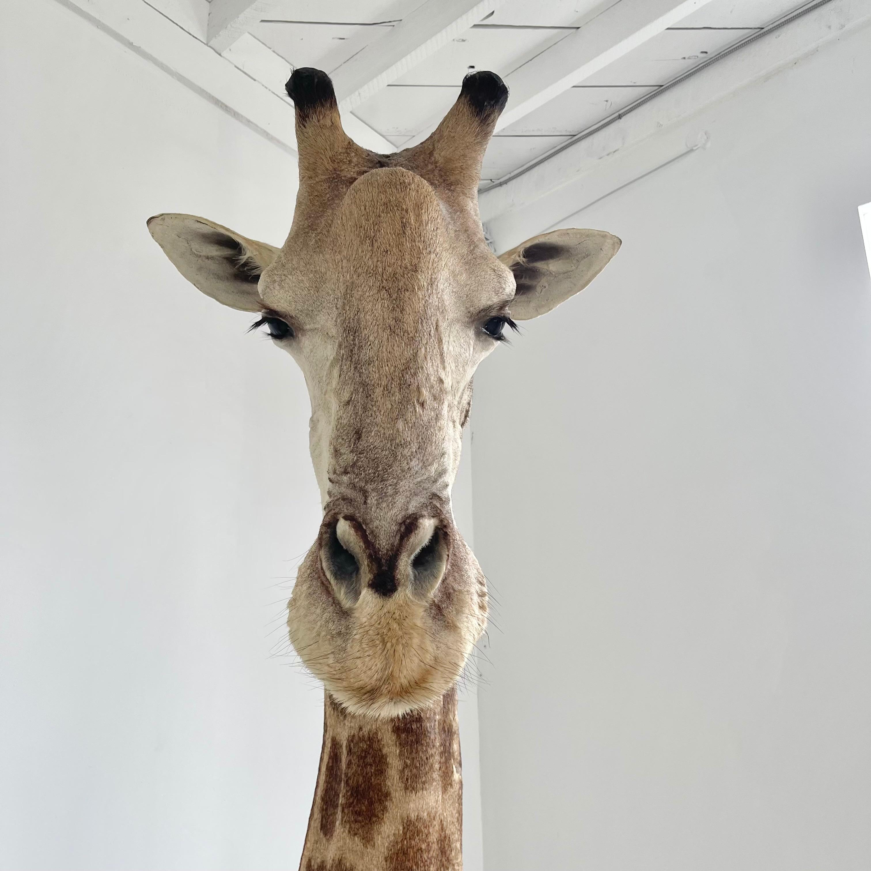 giraffe head taxidermy