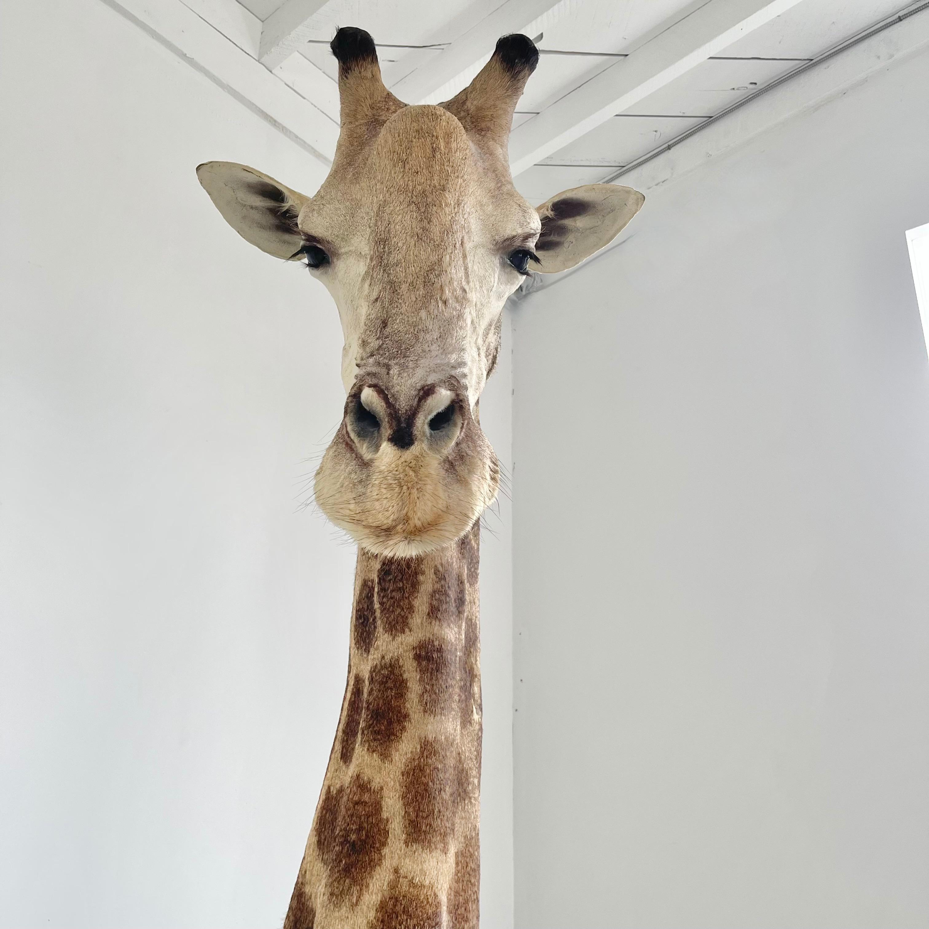Giraffe Taxidermy Mount, 1970s In Good Condition In Los Angeles, CA