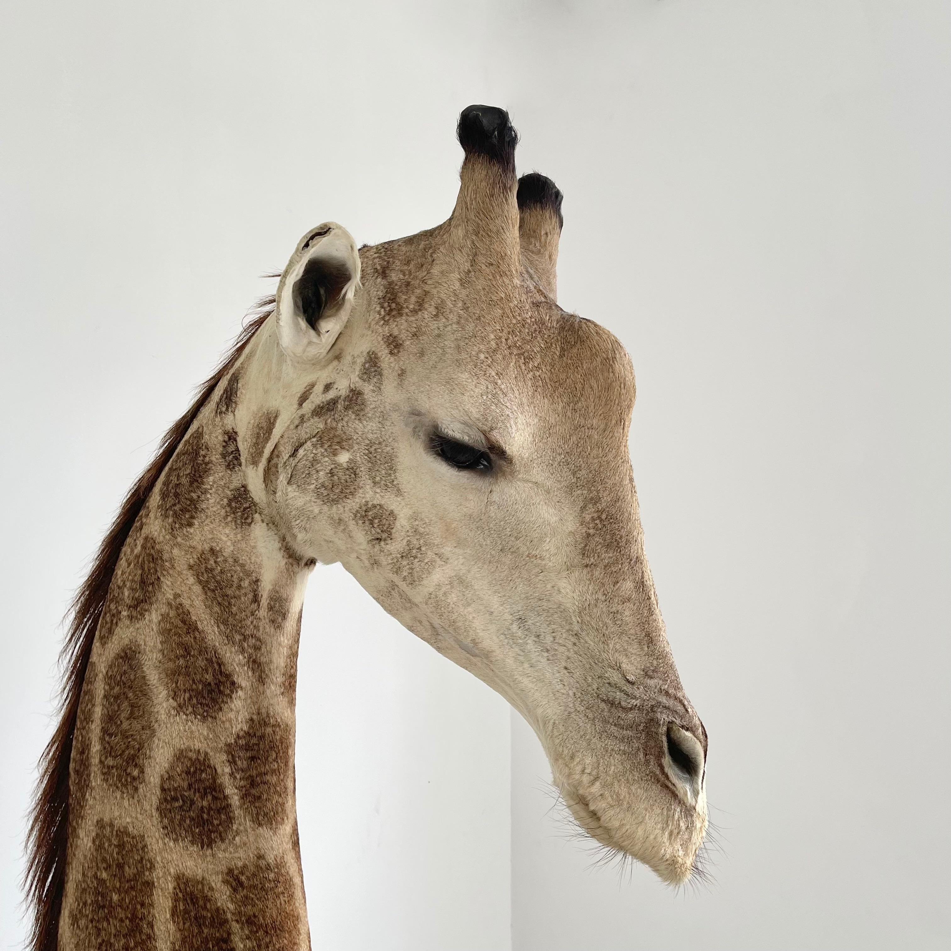 Glass Giraffe Taxidermy Mount, 1970s