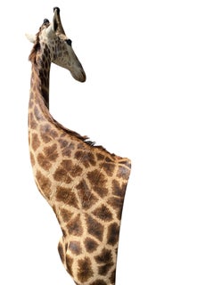 Taxidermie de girafe sur l'épaule avec base en excellent état pour l'intérieur