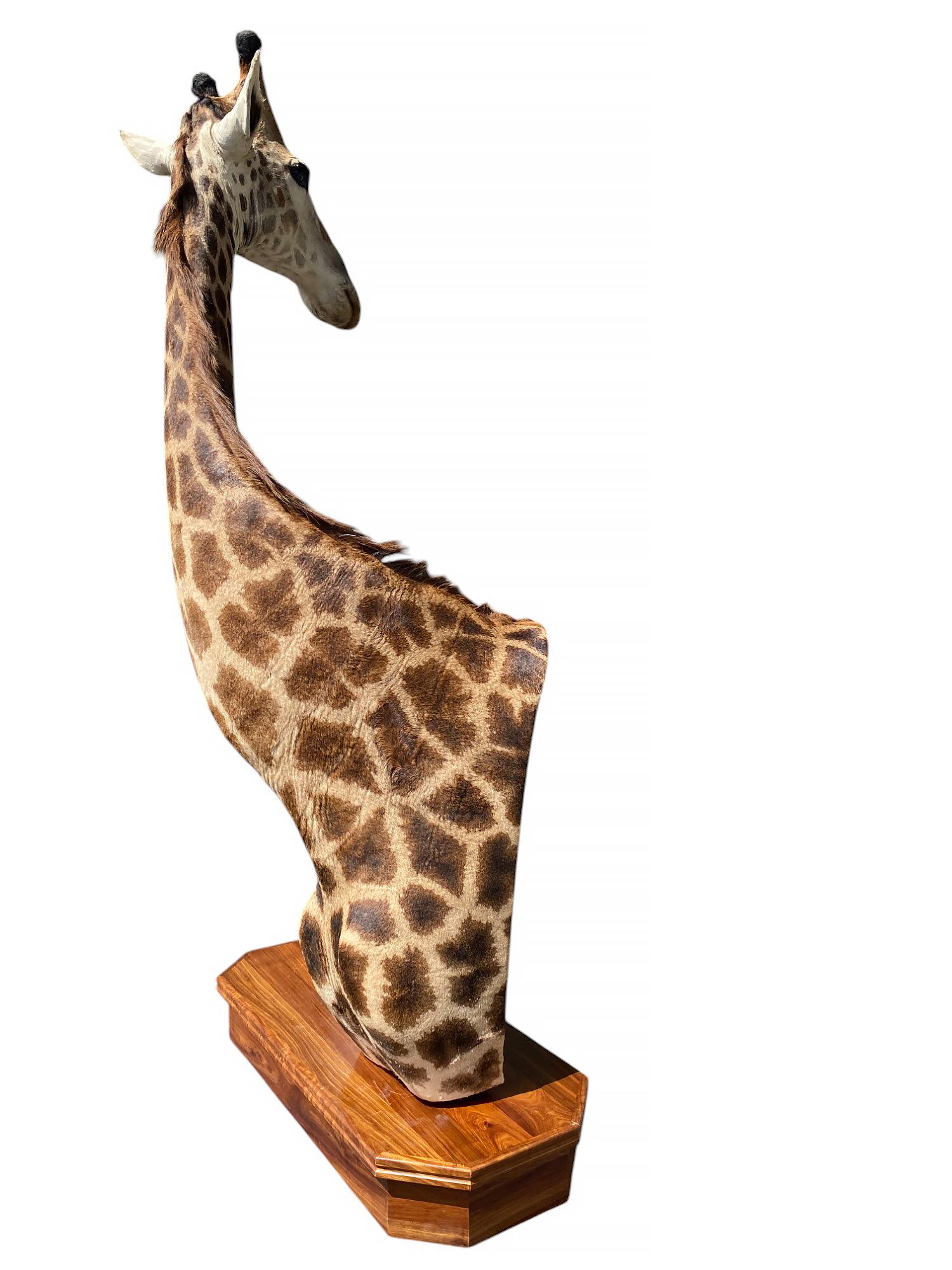 Africain Taxidermie de girafe sur l'épaule avec base en excellent état pour l'intérieur en vente
