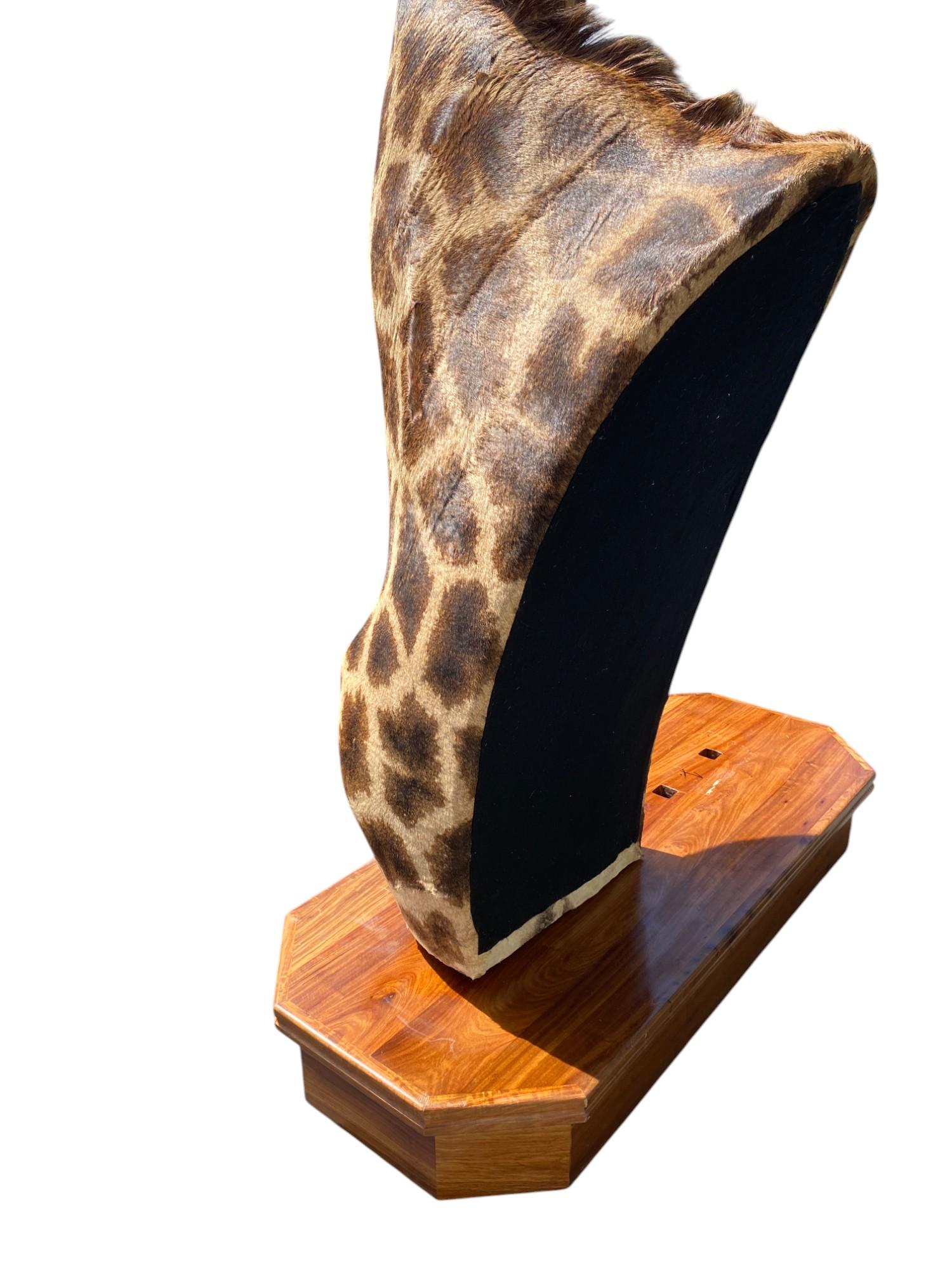 Taxidermie de girafe sur l'épaule avec base en excellent état pour l'intérieur Excellent état - En vente à Farmington, UT