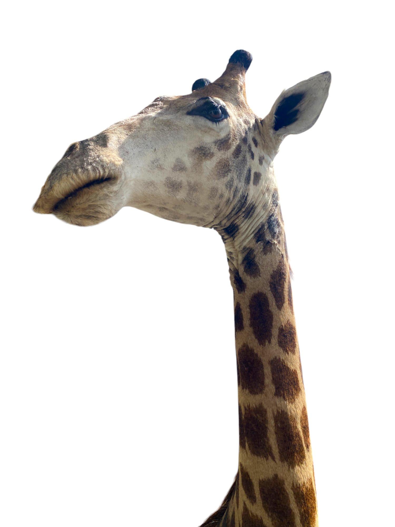 XXIe siècle et contemporain Taxidermie de girafe sur l'épaule avec base en excellent état pour l'intérieur en vente