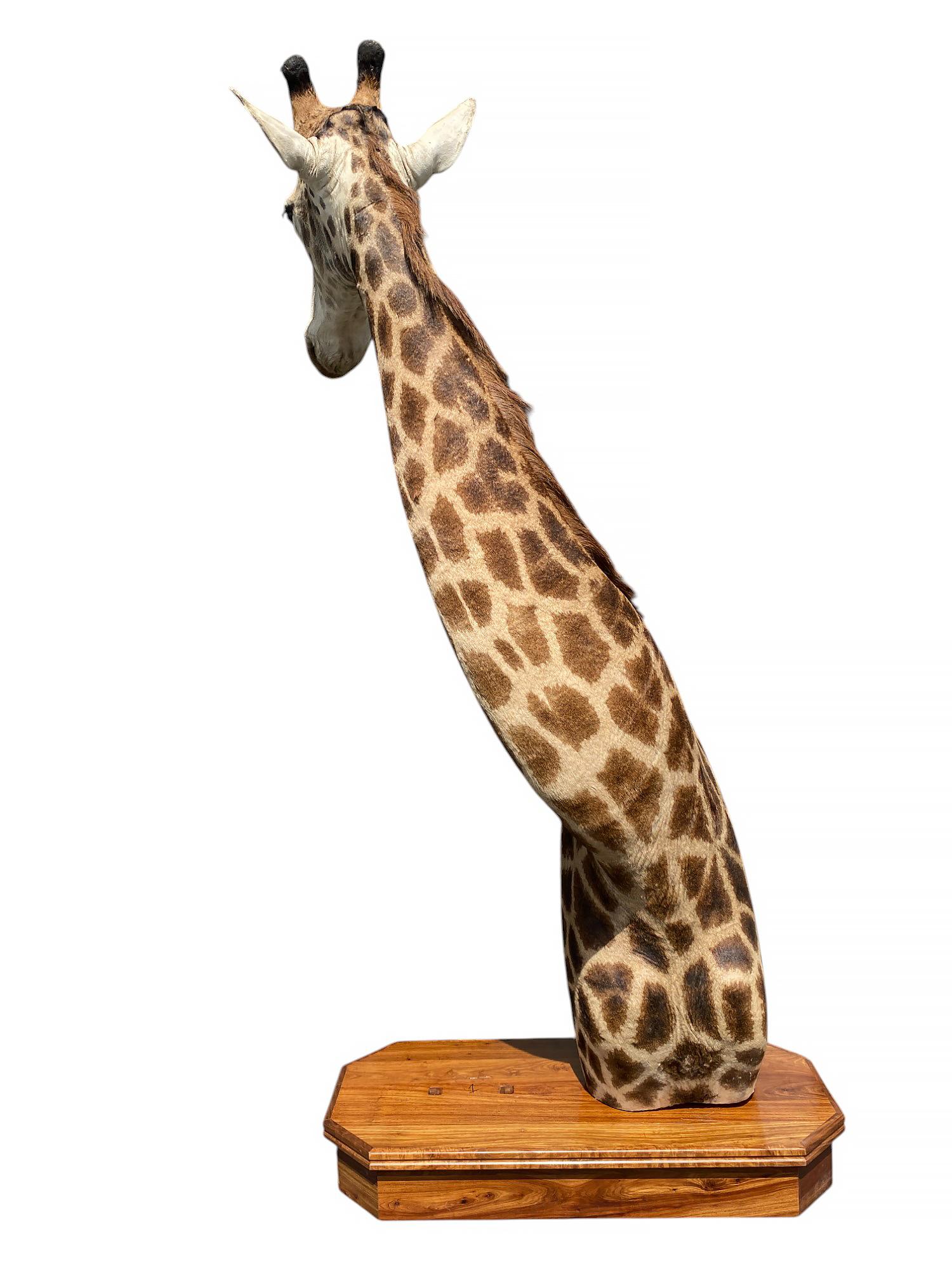 Peau d'animal Taxidermie de girafe sur l'épaule avec base en excellent état pour l'intérieur en vente