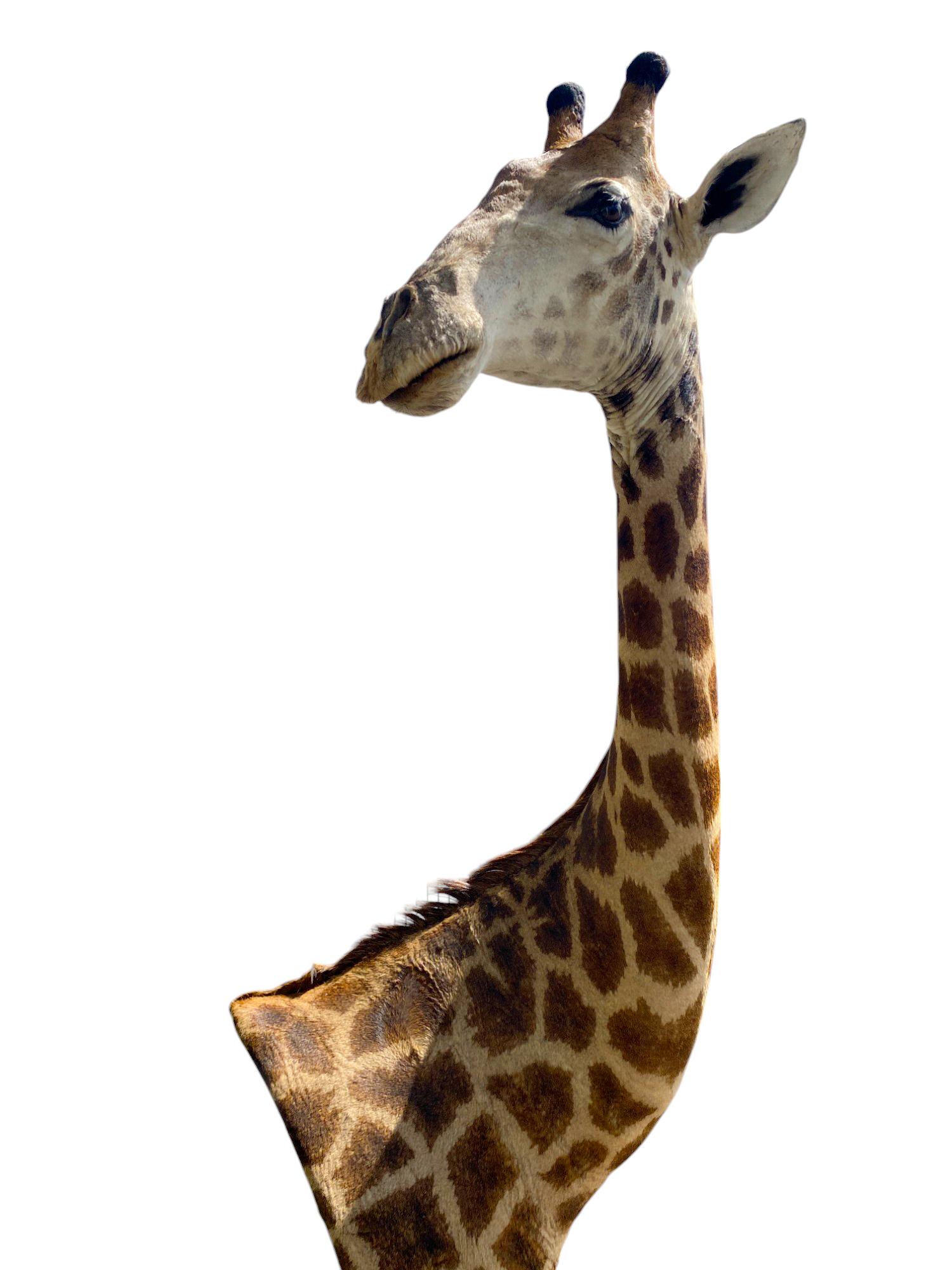 Taxidermie de girafe sur l'épaule avec base en excellent état pour l'intérieur en vente 1