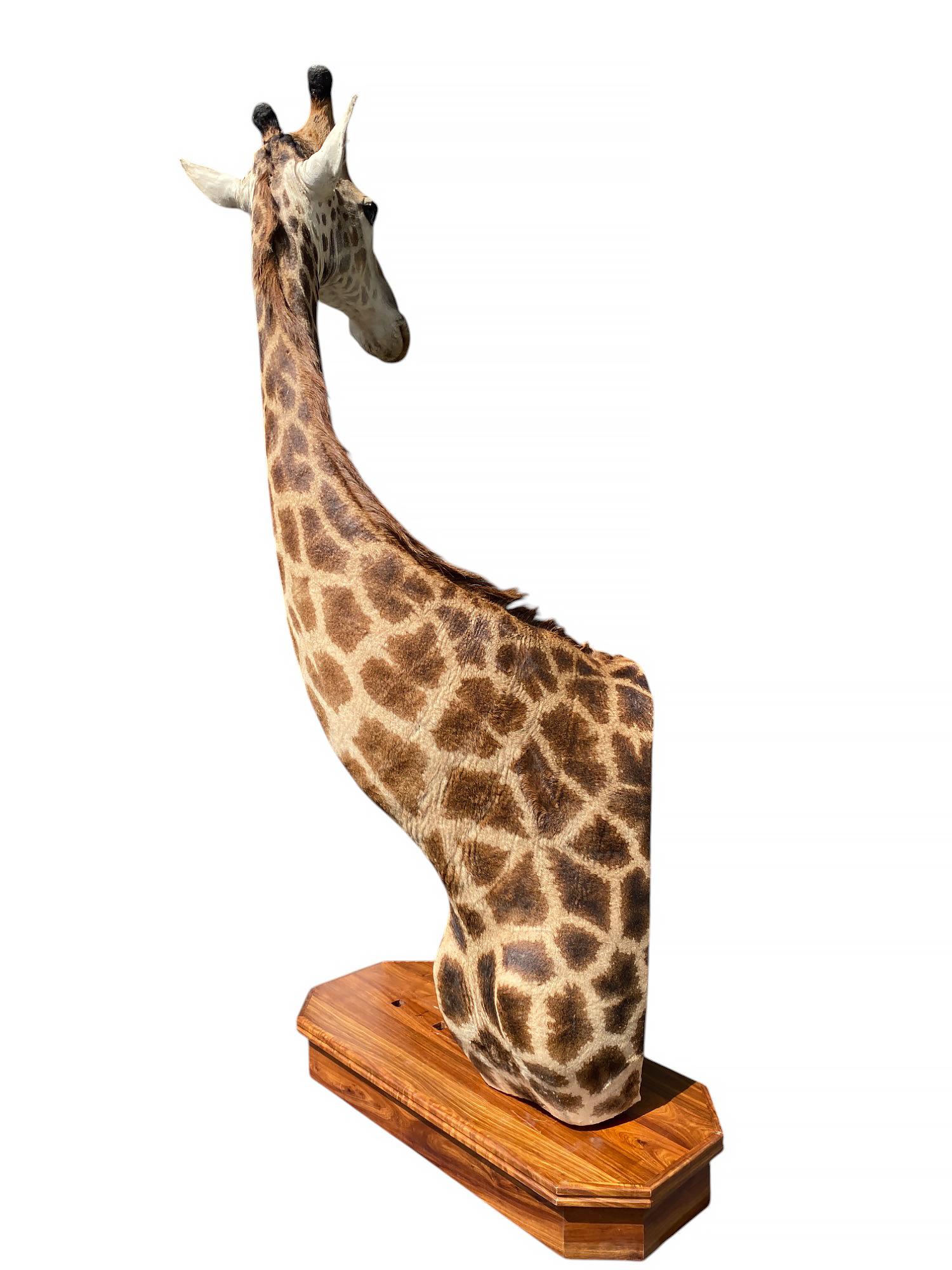 Taxidermie de girafe sur l'épaule avec base en excellent état pour l'intérieur en vente 2
