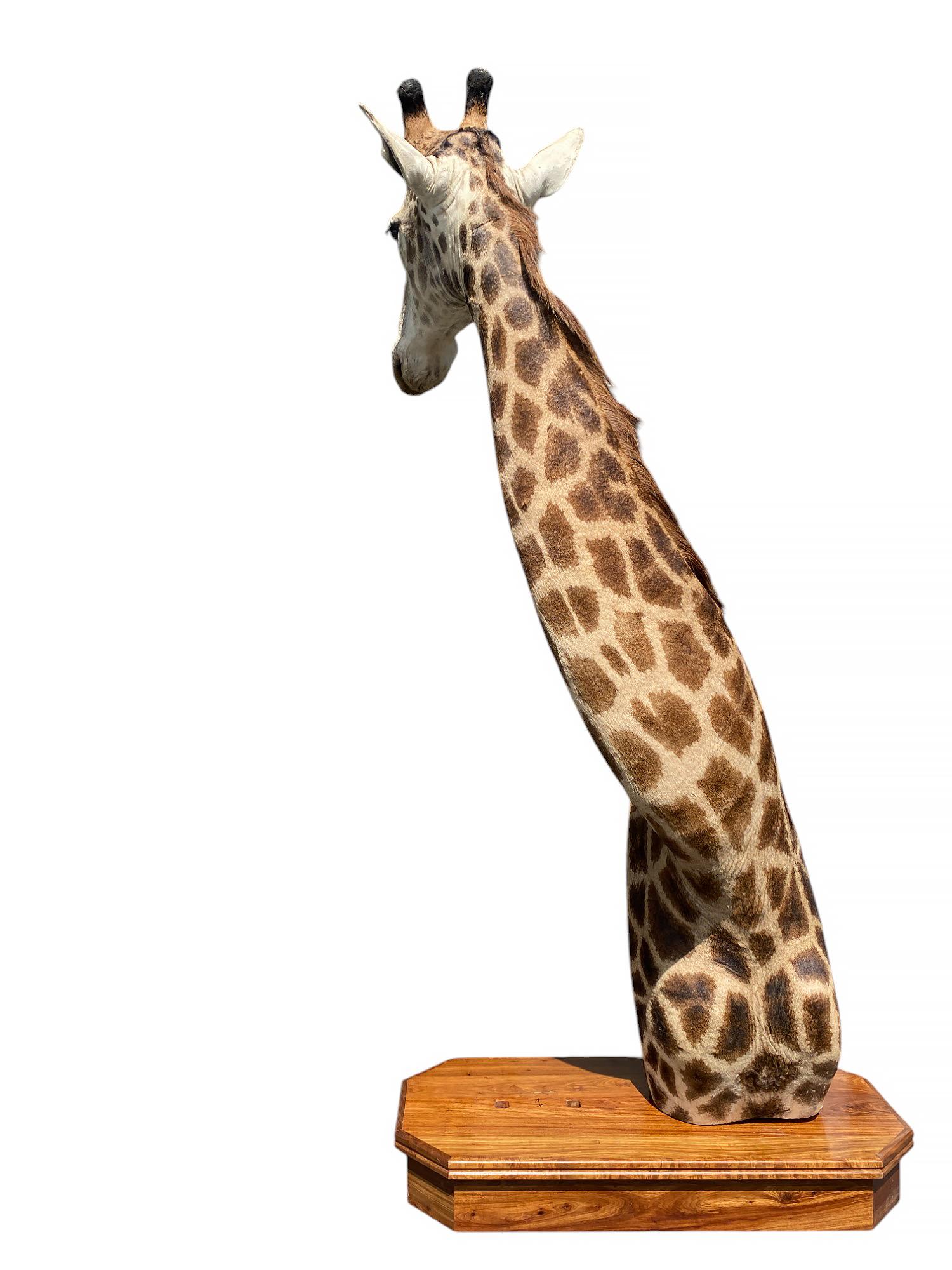 Taxidermie de girafe sur l'épaule avec base en excellent état pour l'intérieur en vente 3