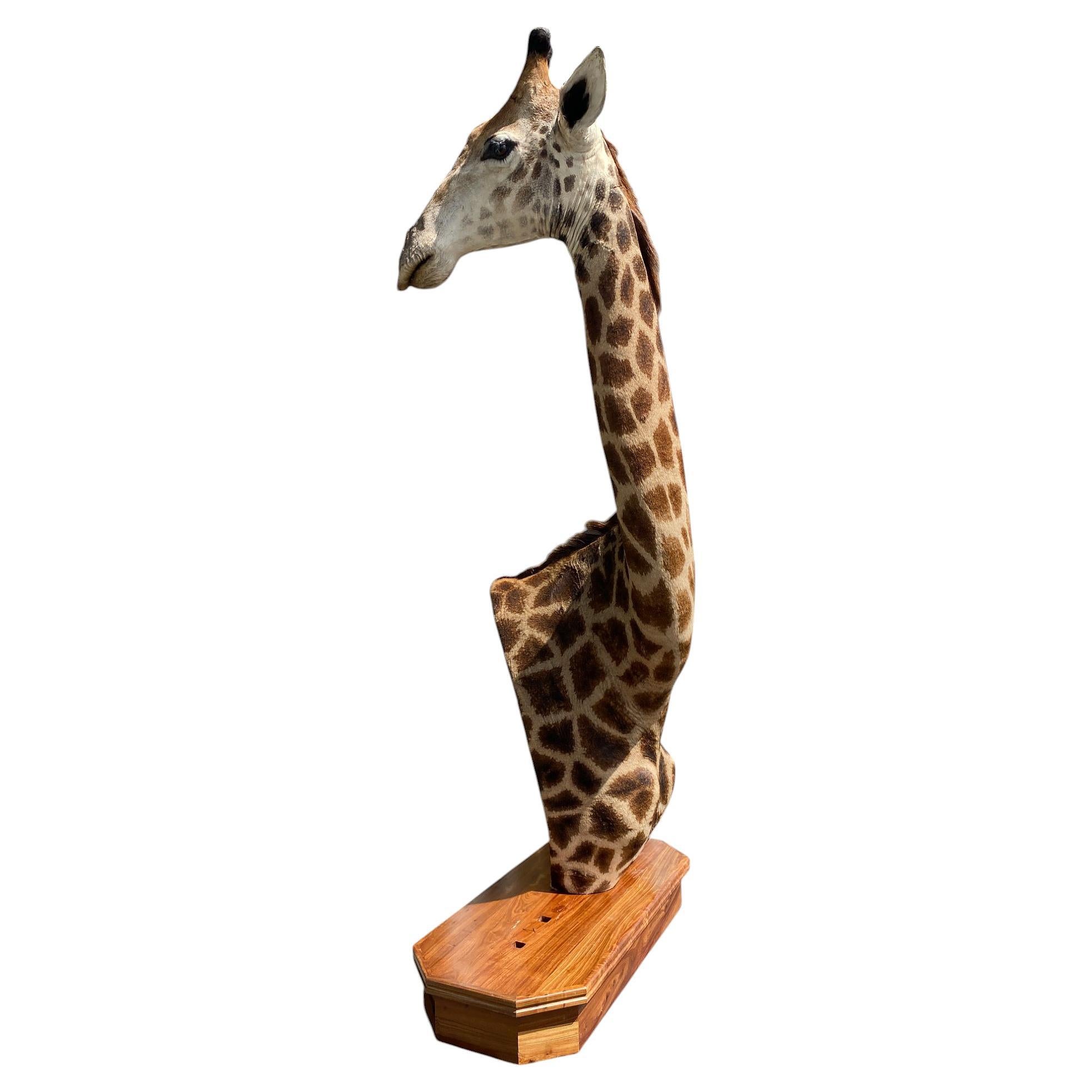 Taxidermie de girafe sur l'épaule avec base en excellent état pour l'intérieur en vente