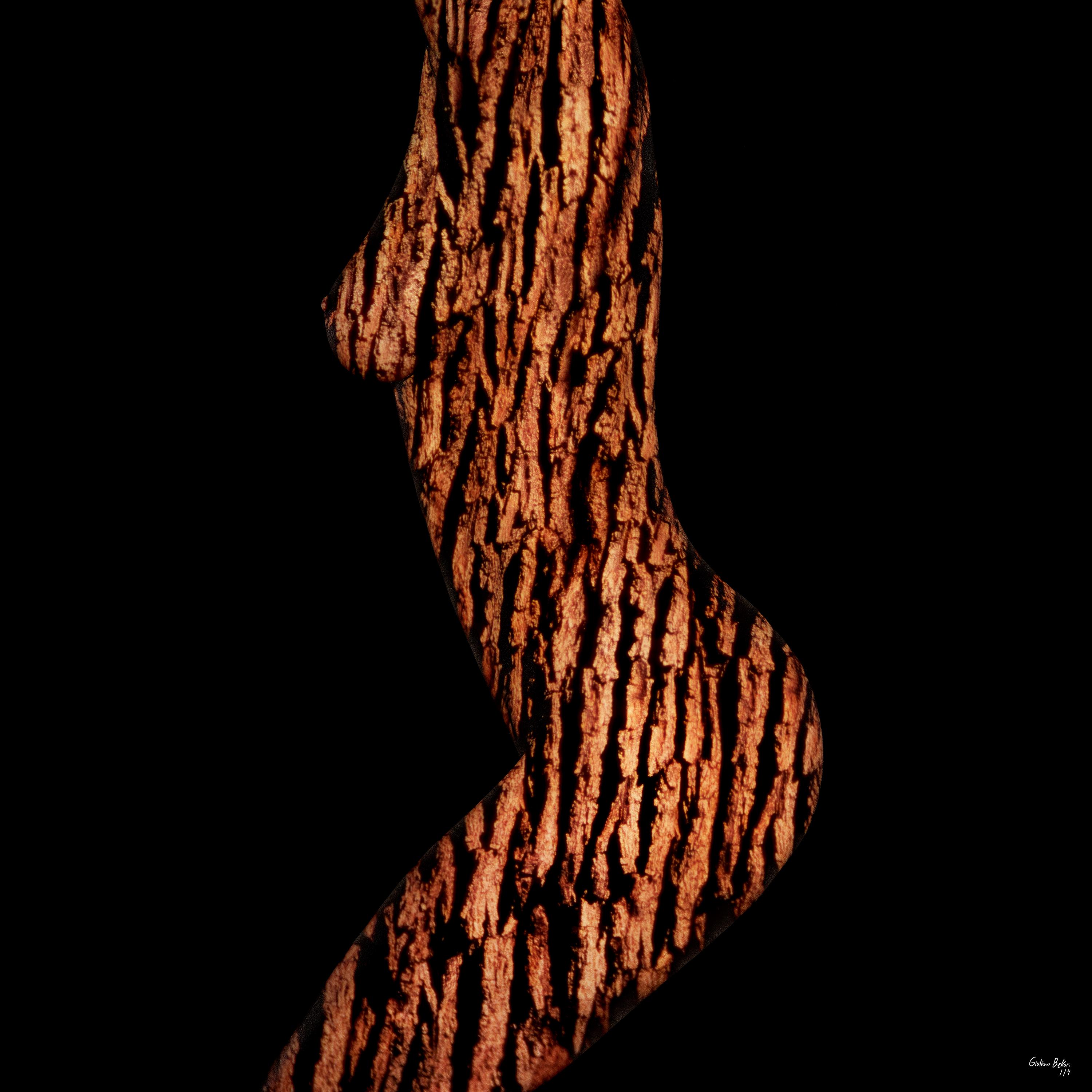 "Acacia ARW11-TR" Abstract Photography 48"x48" in Edition 1/4 by Giuliano Bekor