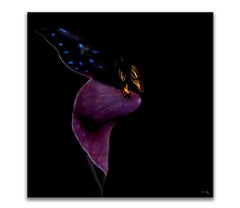 "Butterfly 1" Photograph 24" x 24" in Limited Edition of 24 by Giuliano Bekor