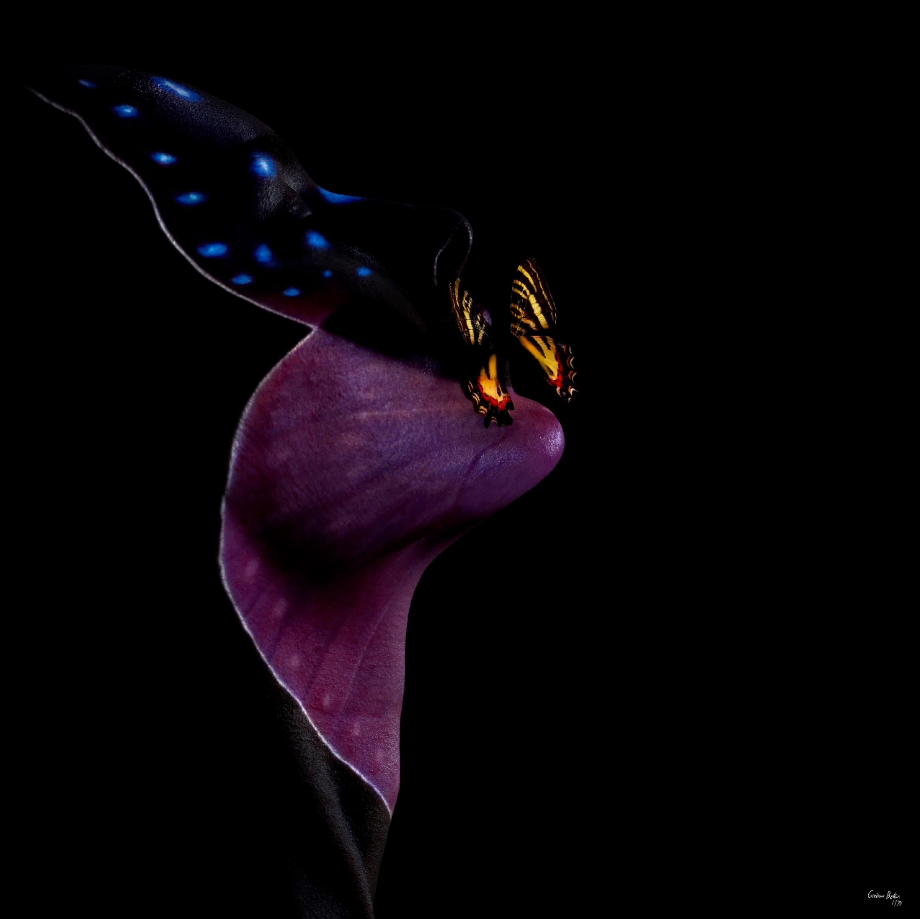 "Butterfly 1" Photography 24" x 24" in Edition 1/24 by Giuliano Bekor

Title: Butterfly B1
Year: 2018
Print size: 24" x 24" Inch
Edition: 1/24
Artist proof: 2

Medium:  
Archival fine art Fujiflex print on archive Crystal silver halide paper,