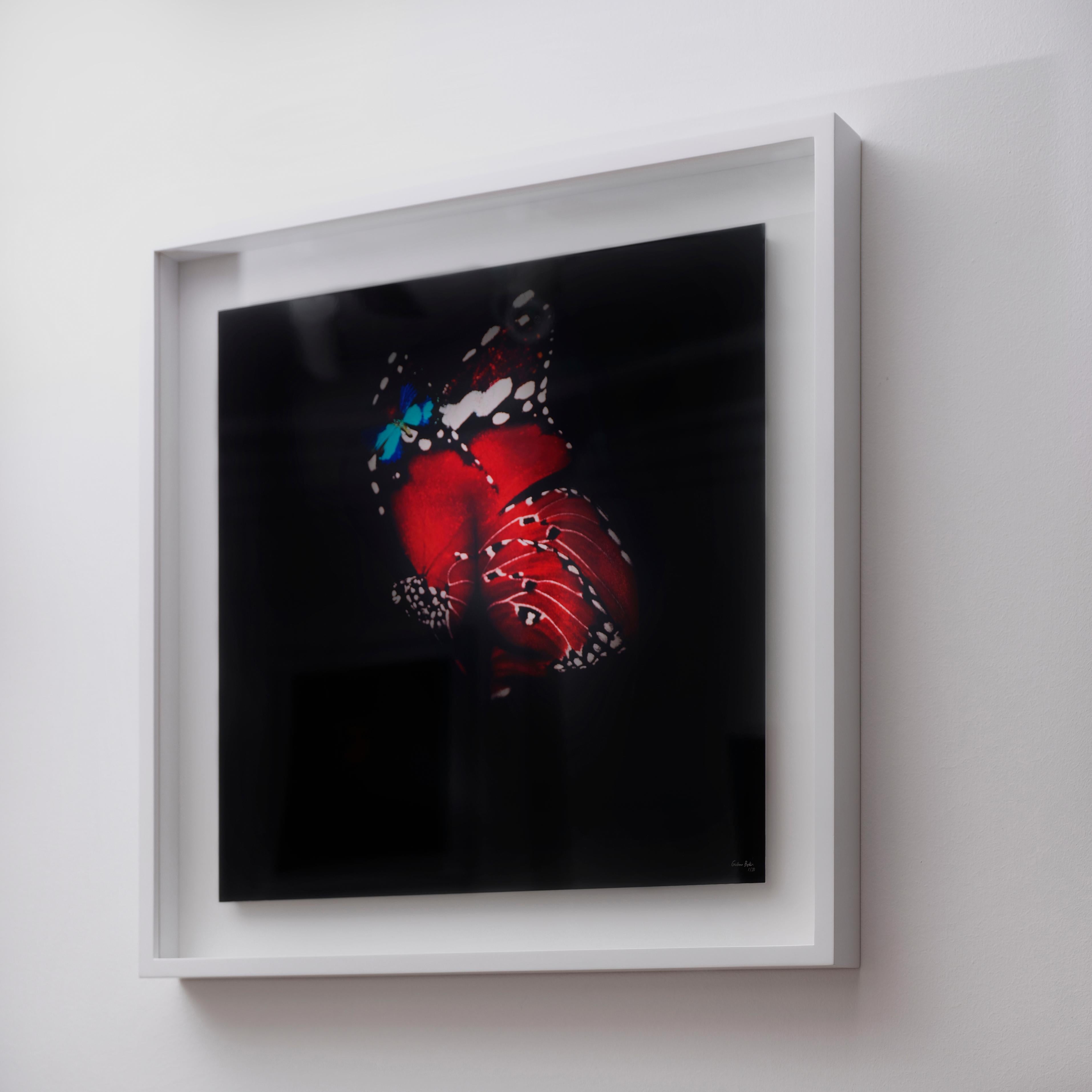 „Schmetterling 12“ Fotografie 24
