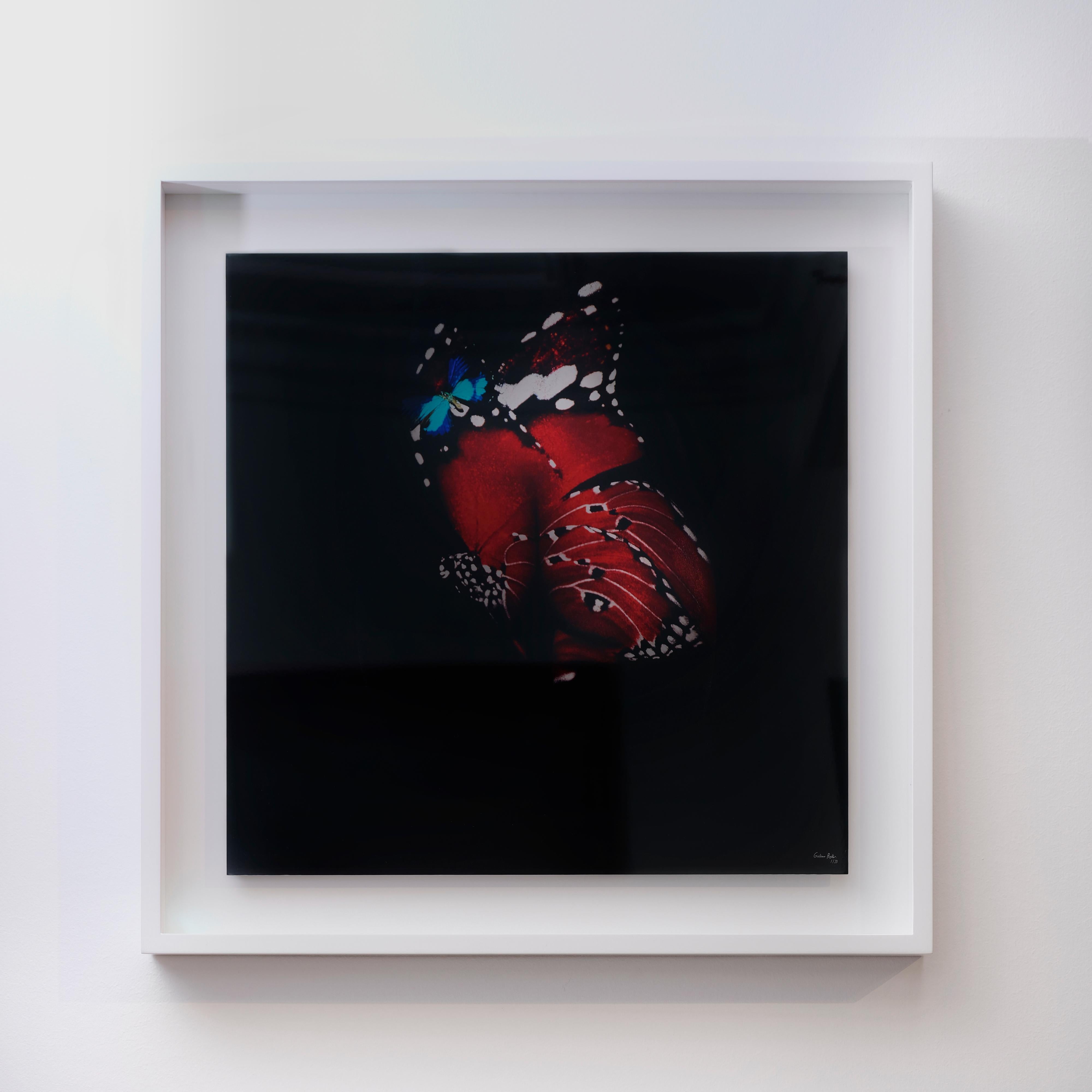 "Butterfly 12" (FRAMED) Photography 16" x 16" in Edition 1/20 by Giuliano Bekor
