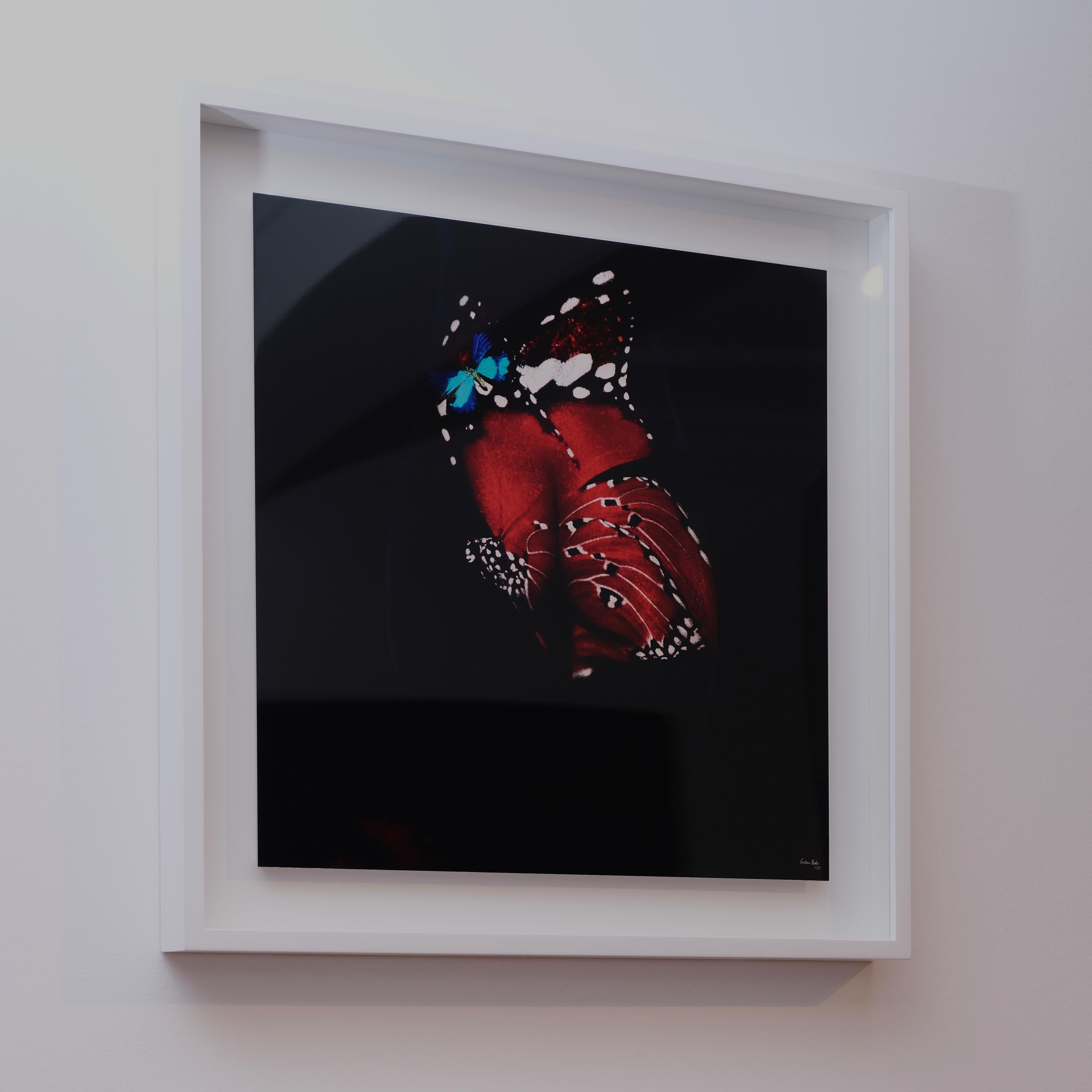 „Schmetterling 12“ Fotografie 24