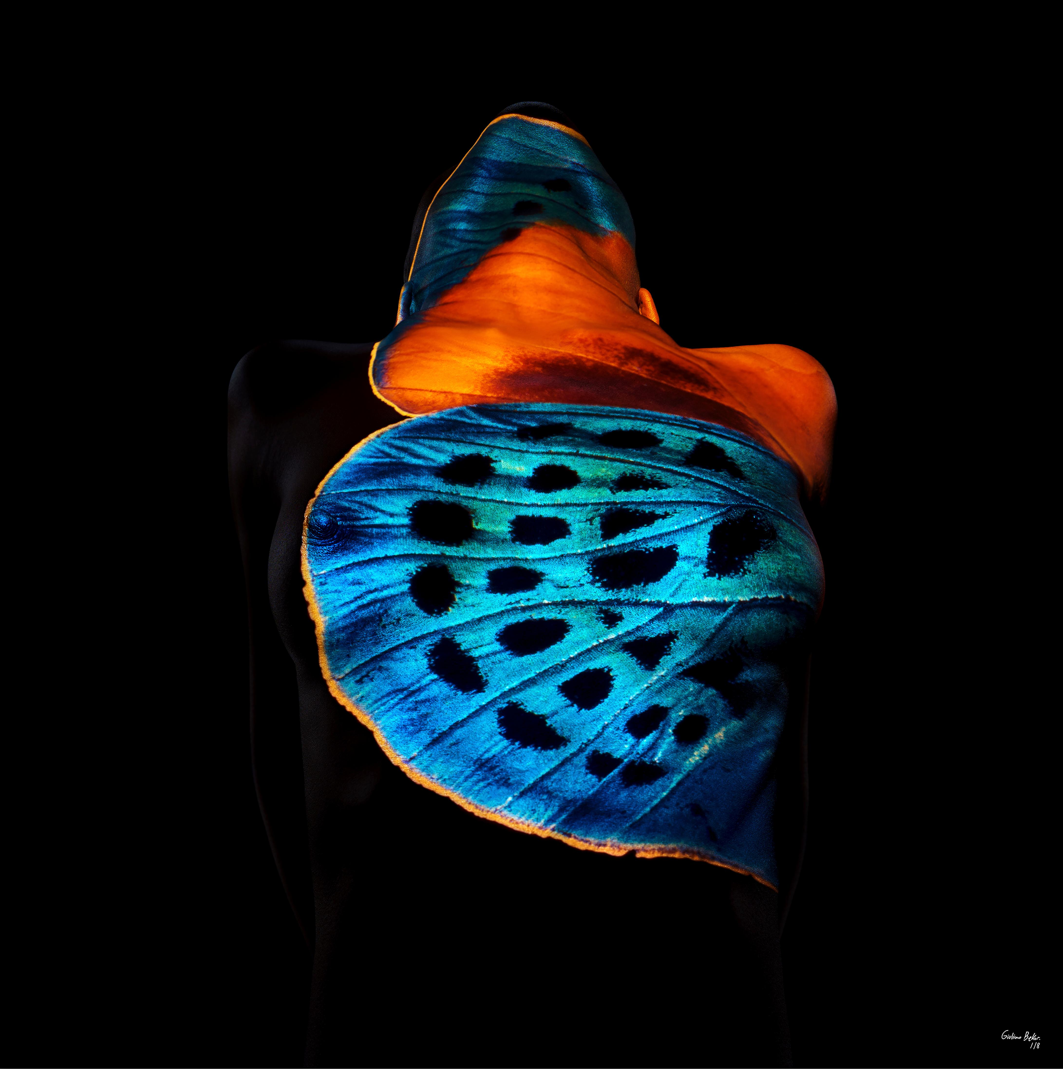 "Butterfly 13" (FRAMED) Fotografia 40" x 40" in edizione 1/8 di Giuliano Bekor