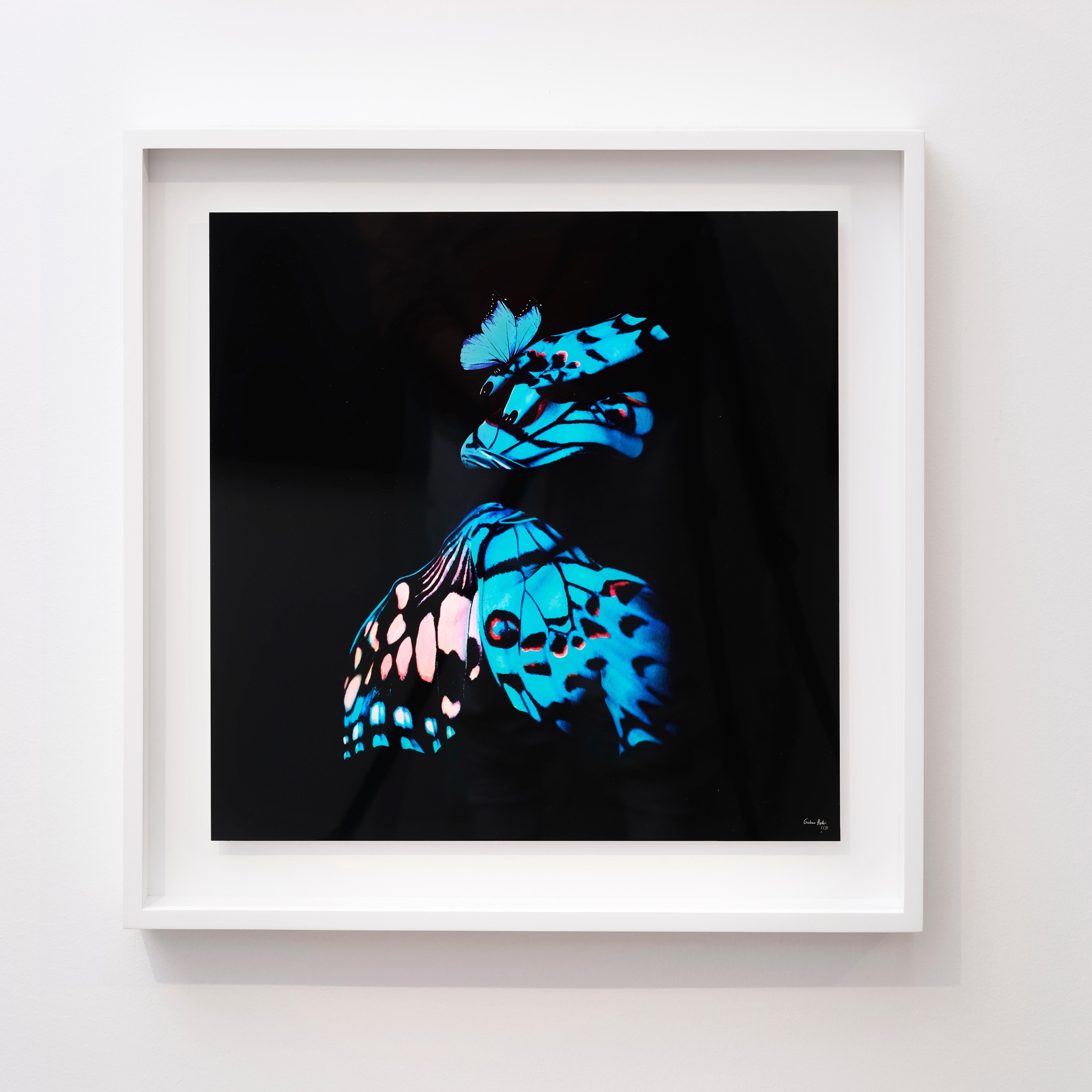 "Butterfly 14" (FRAMED) Photography 16" x 16" in Edition 1/20 by Giuliano Bekor

Title: Butterfly B12
Year: 2018
Print size: 16" x 16" Inch
Framed size: 20" x 20" Inch 
Edition: 1/20
Artist proof: 2

Medium:  
Archival fine art Fujiflex print on