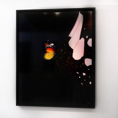 "Butterfly 16" (FRAMED) Photography 52" x 42" in Edition 1/8 by Giuliano Bekor
