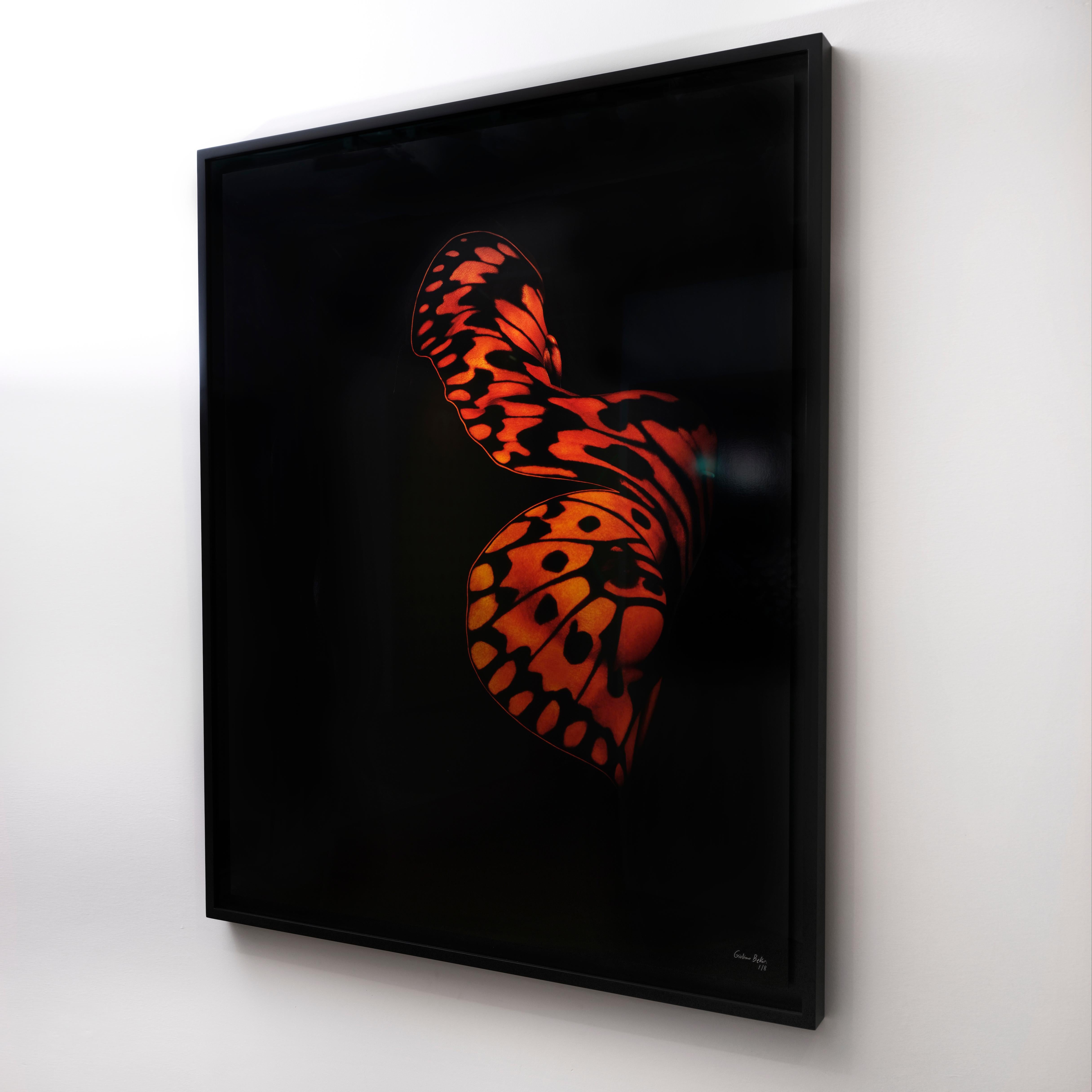 "Butterfly 19" (FRAMED) Photography 50" x 40" in Edition 1/8 by Giuliano Bekor