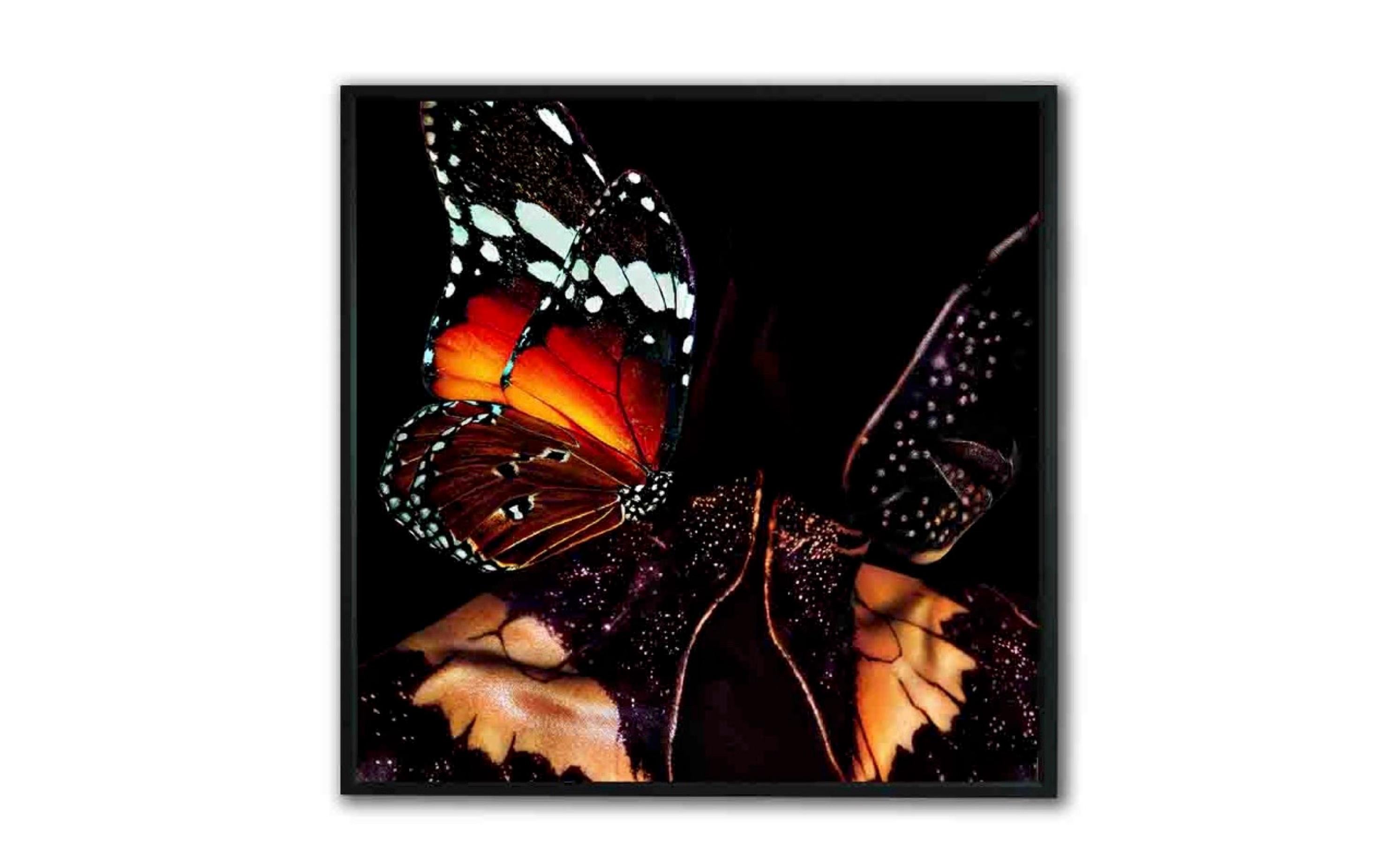 „Schmetterling 22“ Fotografie (FRAMED) 50