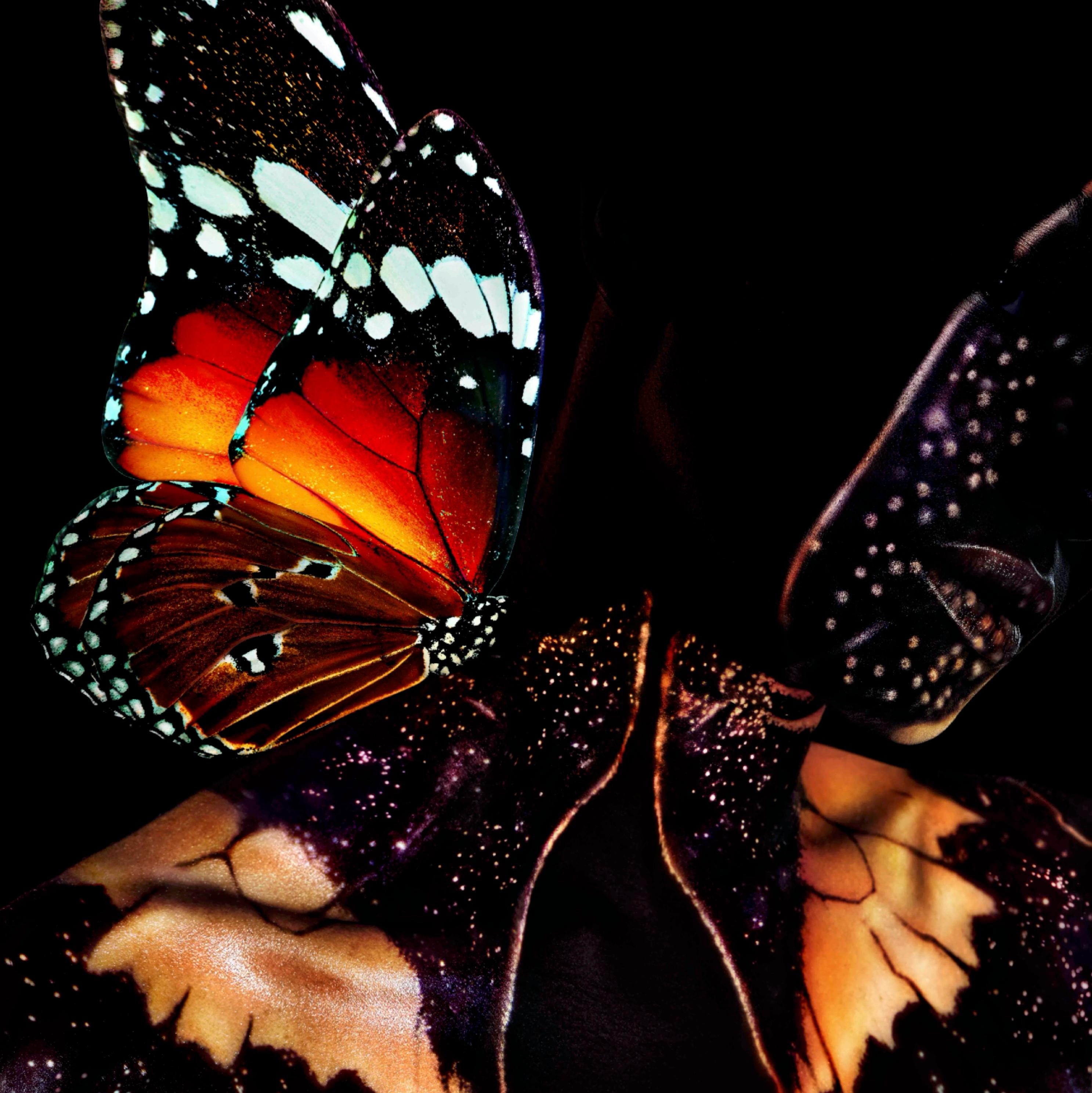 Photographie papillon 22" (FRAMÉE) 50" x 50" pouces Edition 2/8 par Giuliano Bekor