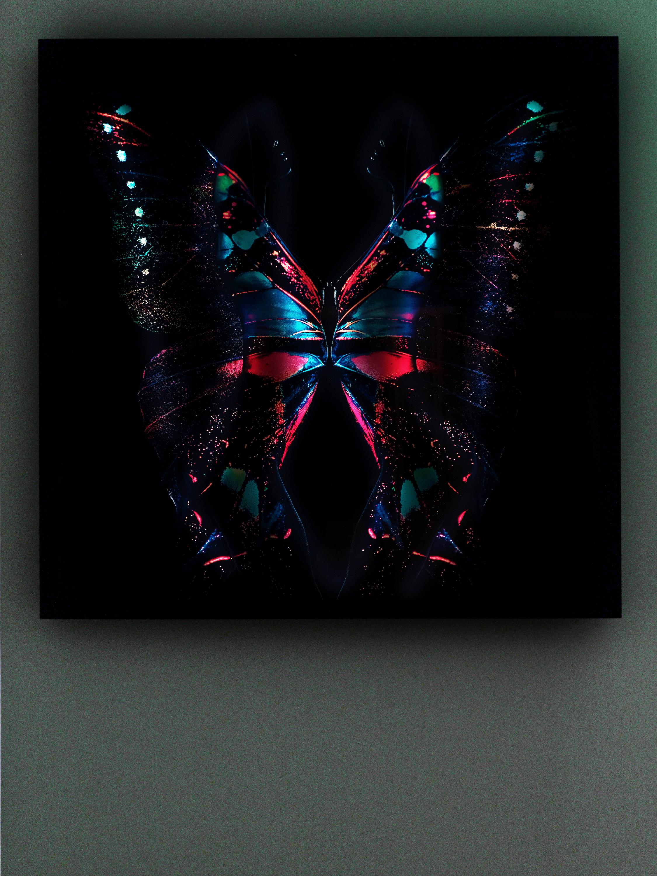 „Schmetterling 24“ LED-Fotografie (FRAMED) 40