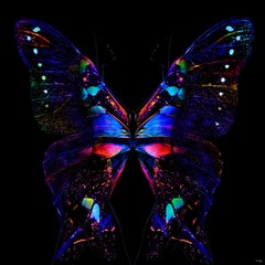 „Schmetterling 24“ LED-Fotografie (FRAMED) 40" x 40" Zoll Ed. 2/8 von Giuliano Bekor