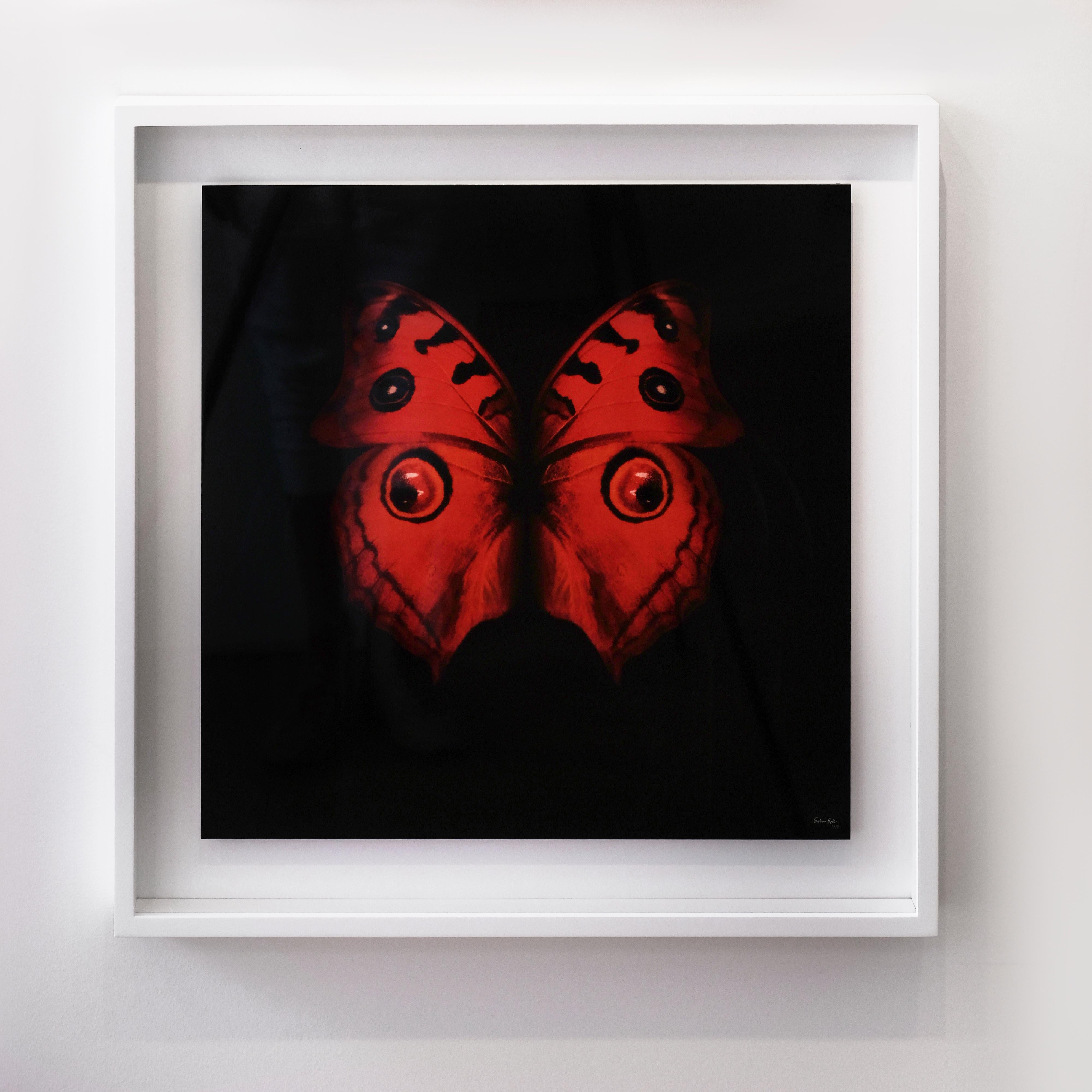 „Schmetterling 25“ Fotografie 24