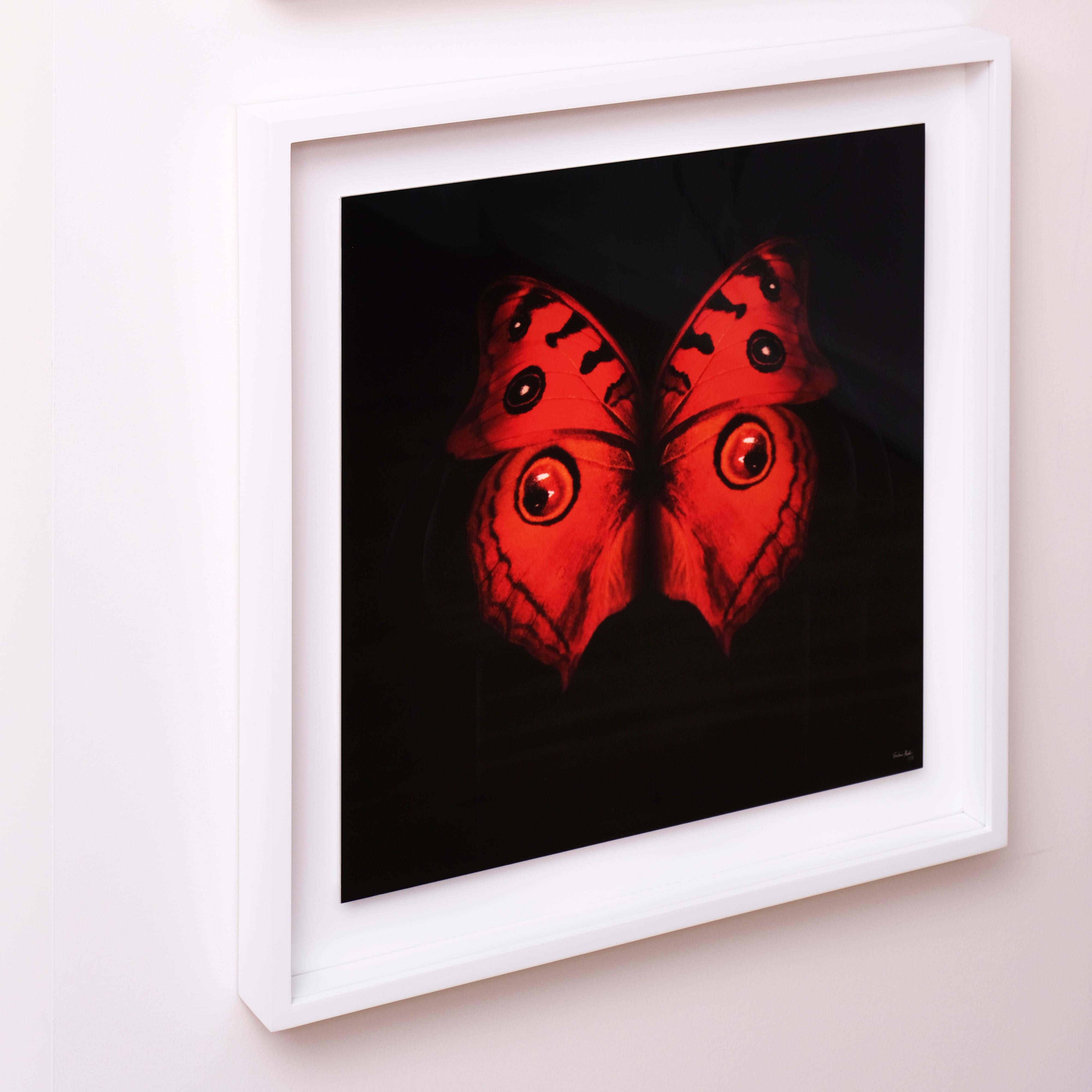 „Schmetterling 25“ (FRAMED) Fotografie 16