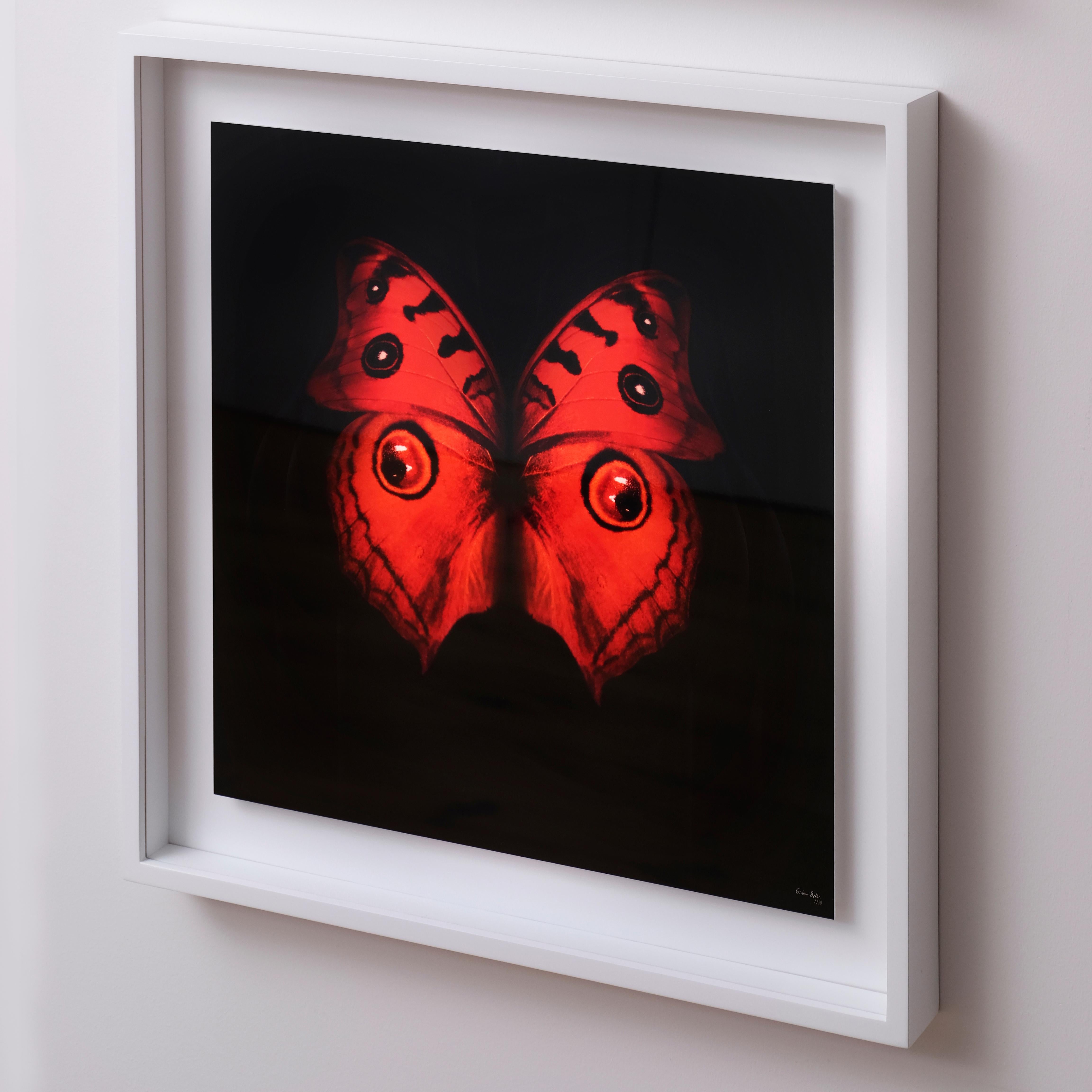 „Schmetterling 25“ (FRAMED) Fotografie 16