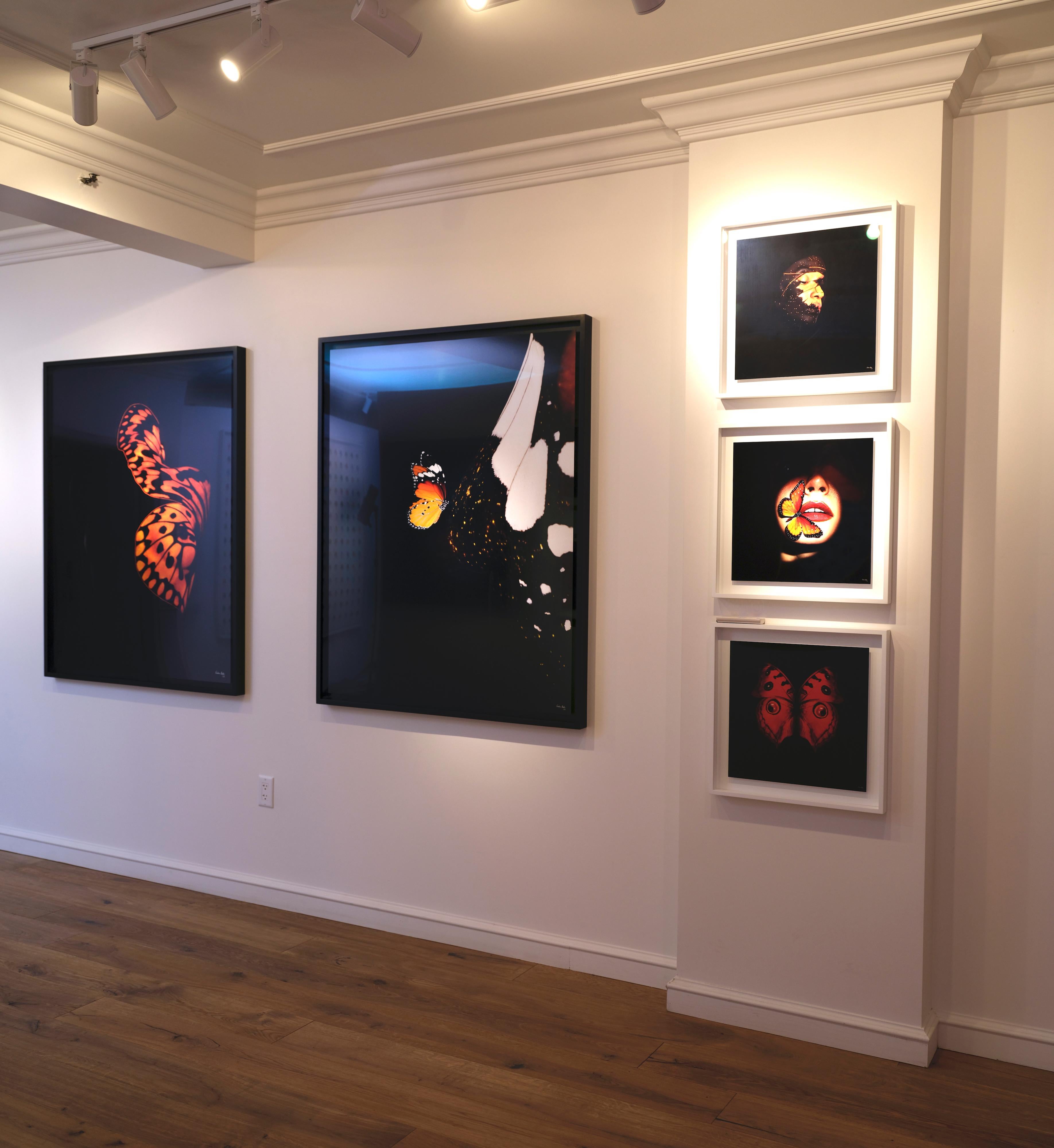„Schmetterling 25“ Fotografie 24
