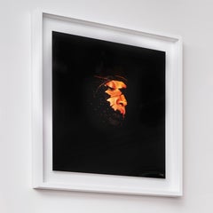 "Butterfly 38" Photography 24" x 24" in Edition 1/24 by Giuliano Bekor
