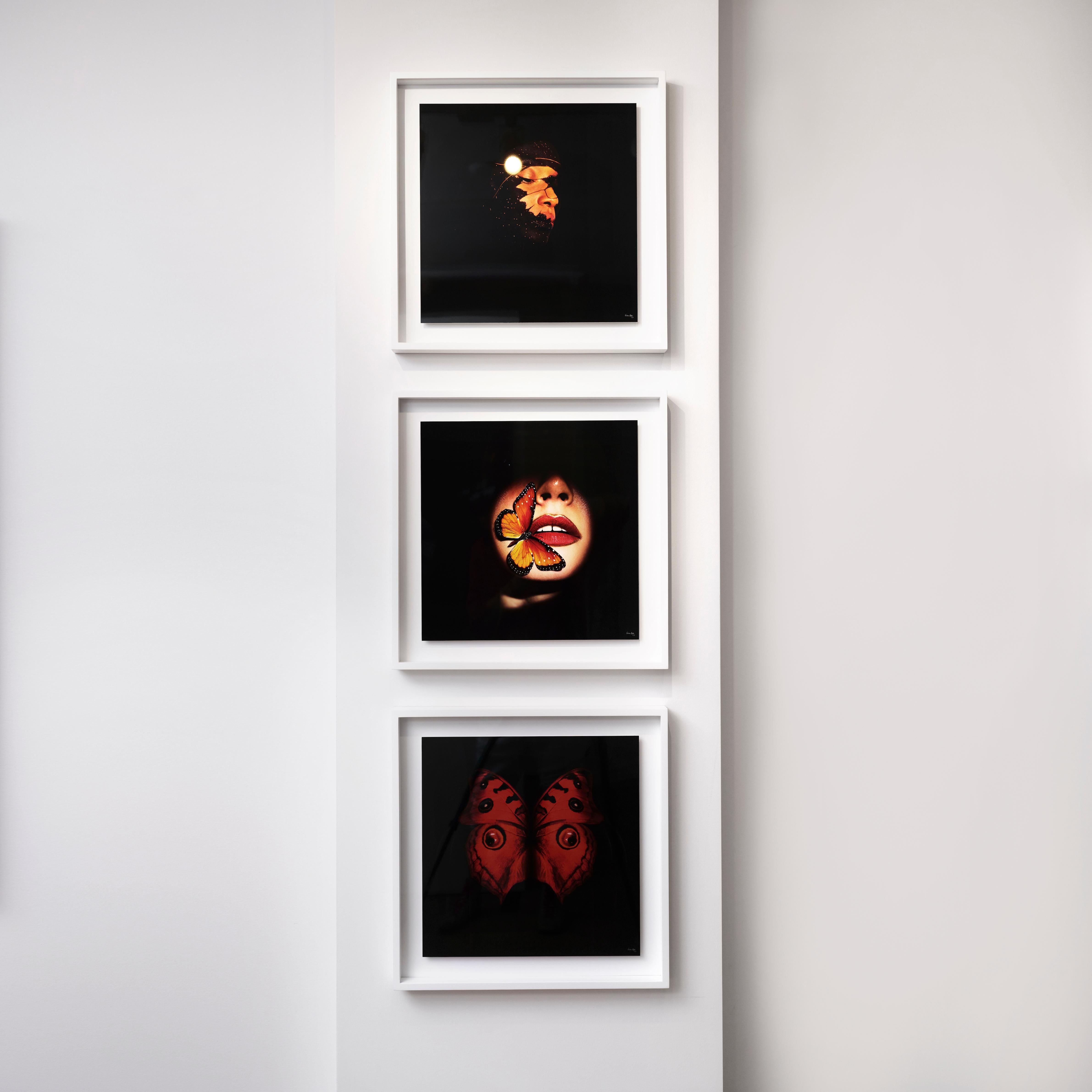 „Schmetterling 40“ Fotografie 24