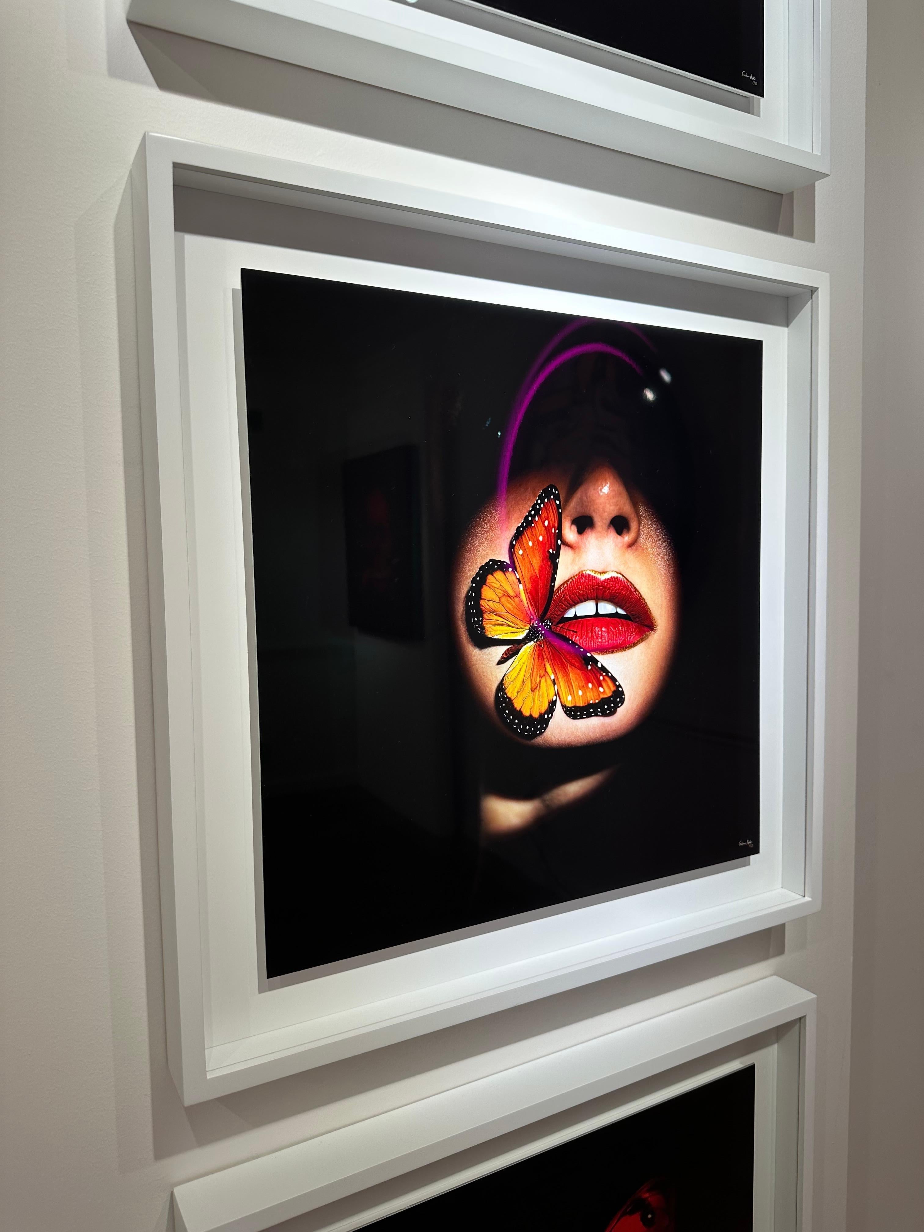 „Schmetterling 40“ Fotografie 24