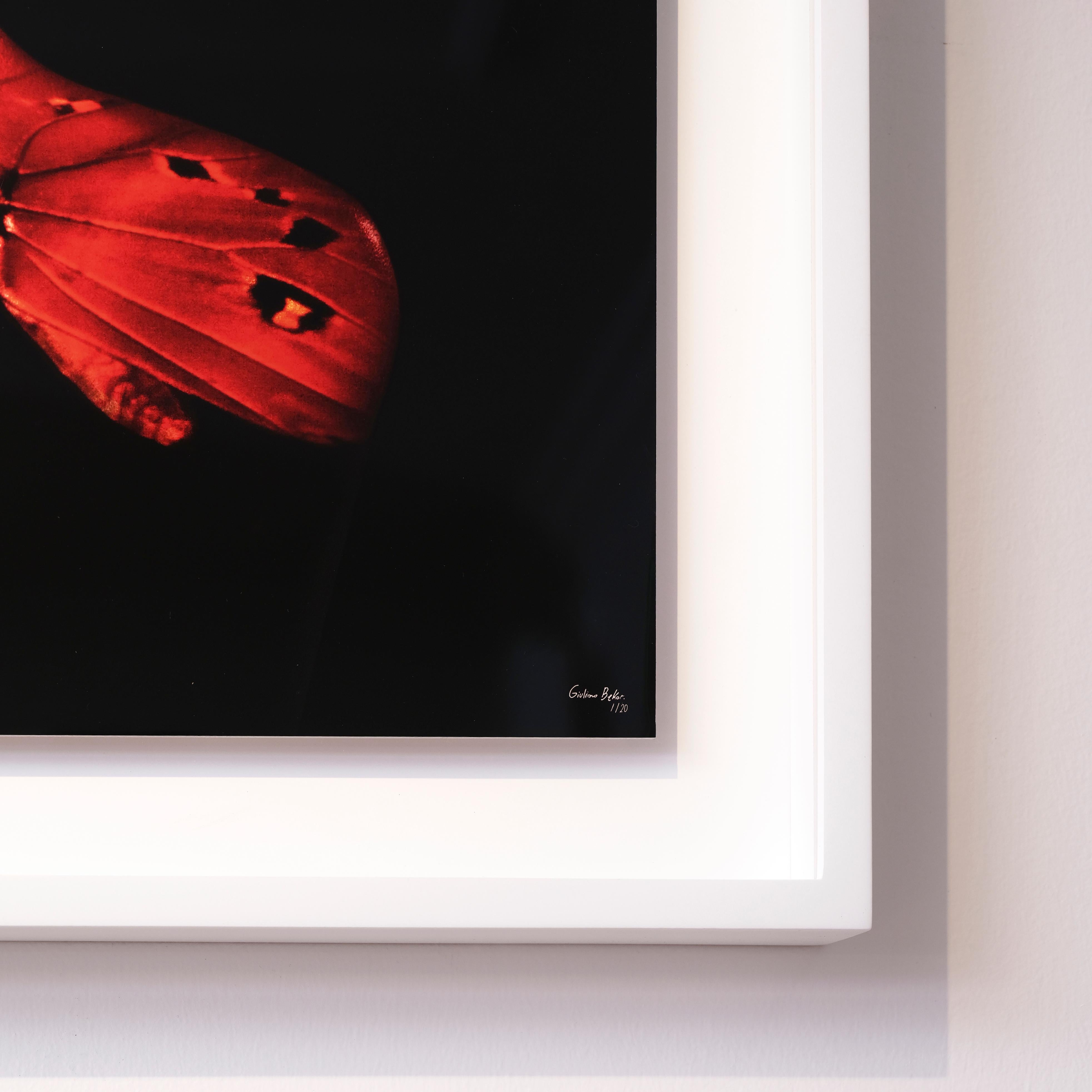Photographie « Butterfly 5 » (FRAMED) 16