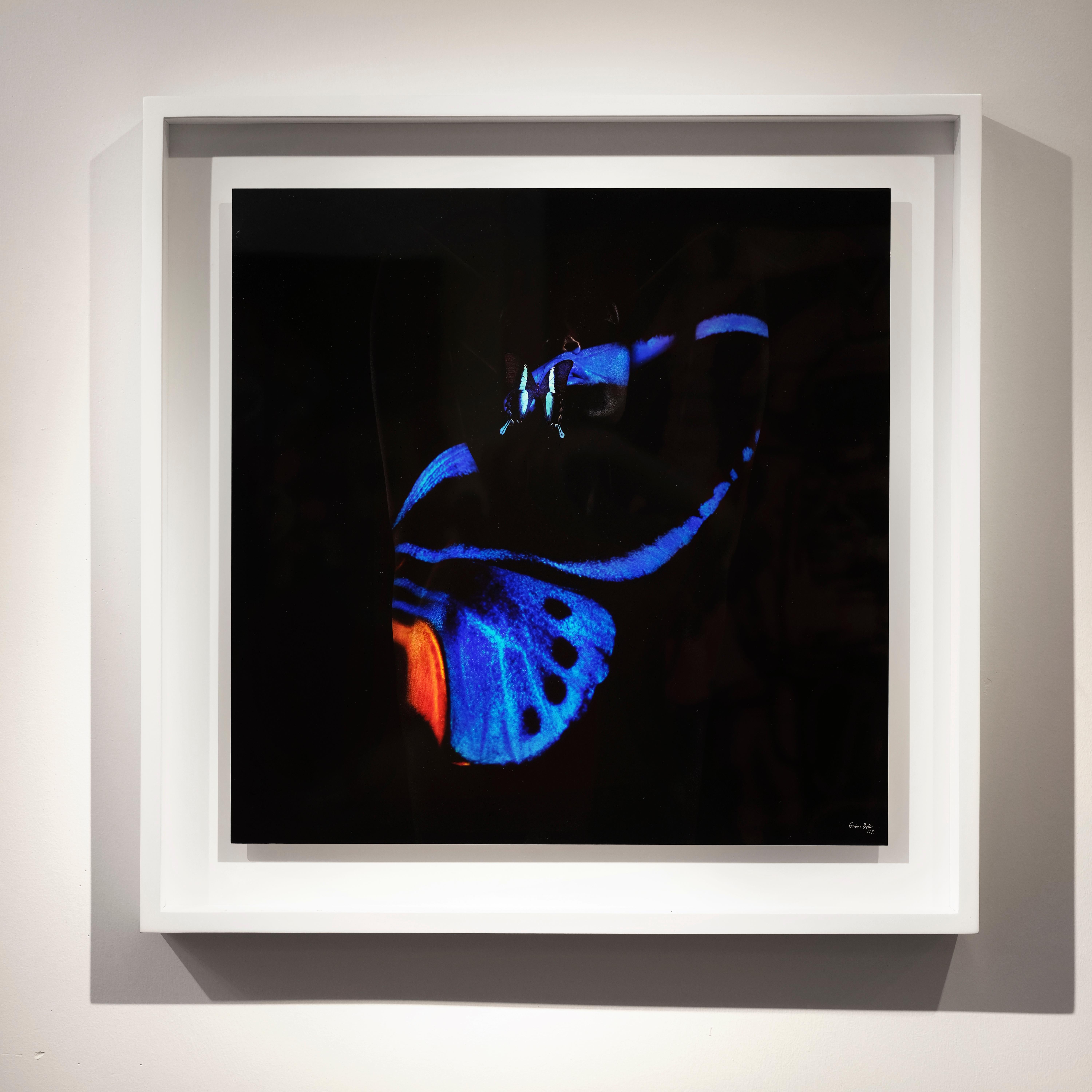 "Butterfly 7" (FRAMED) Photography 16" x 16" inch Edition 1/20 by Giuliano Bekor

Title: Butterfly B7
Year: 2018
Print size: 16" x 16" Inch
Framed size: 20" x 20" Inch 
Edition: 1/20
Artist proof: 2

Medium:  
Archival fine art Fujiflex print on