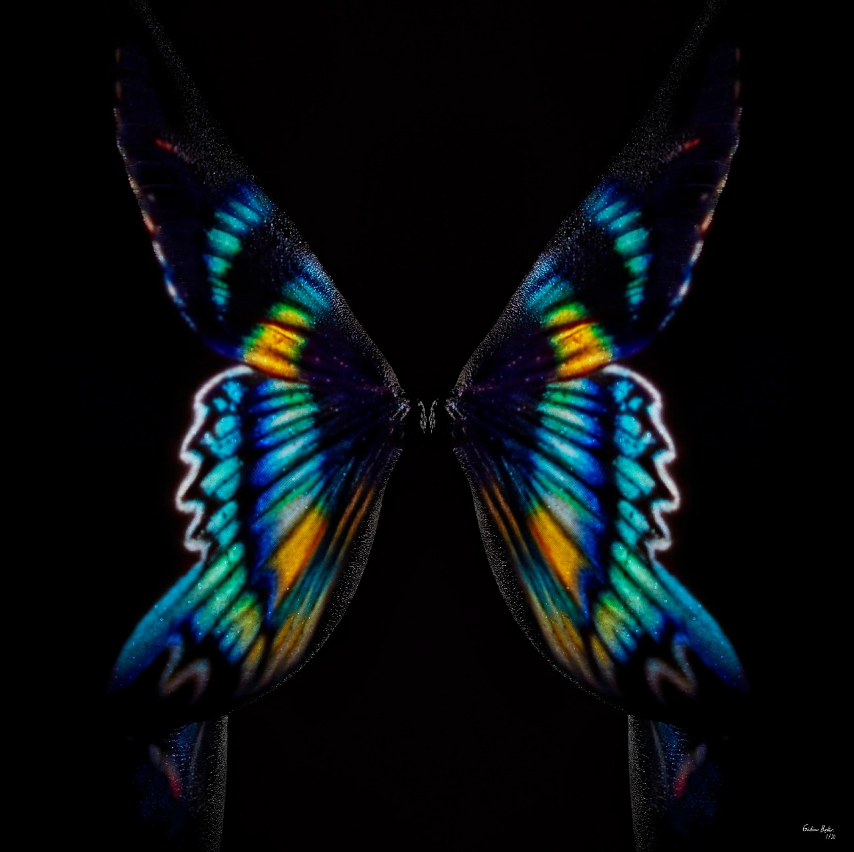 „Schmetterling 8“ (FRAMED) Fotografie 16