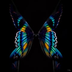 « Butterfly 8 » Photographie 24" x 24" en édition 1/24 de Giuliano Bekor