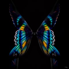 "Butterfly 8" (FRAMED) Photography 16" x 16" in Edition 1/20 by Giuliano Bekor