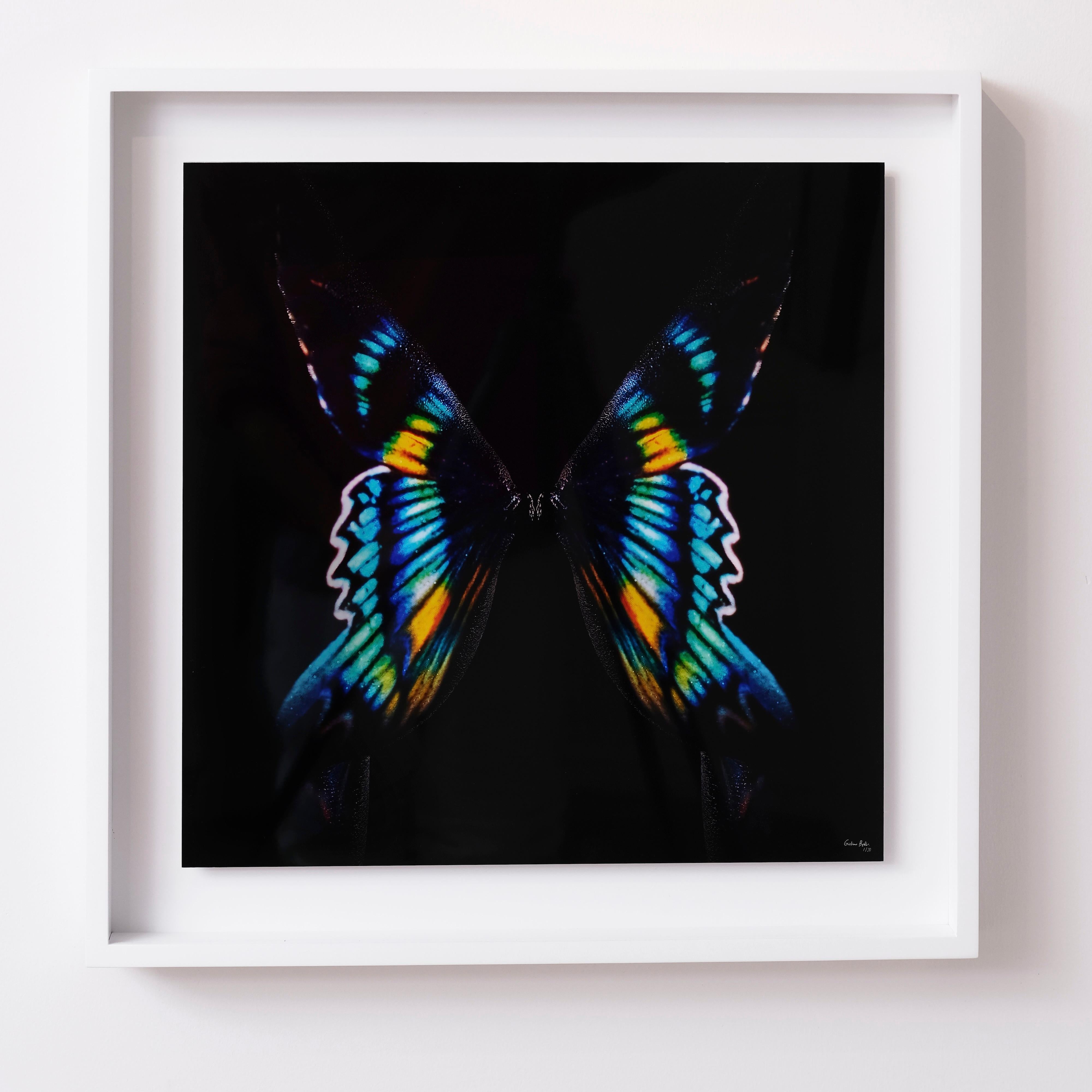 "Butterfly 8" (FRAMED) Photography 16" x 16" in Edition 1/20 by Giuliano Bekor

Title: Butterfly B12
Year: 2018
Print size: 16" x 16" Inch
Framed size: 20" x 20" Inch 
Edition: 1/20
Artist proof: 2

Medium:  
Archival fine art Fujiflex print on