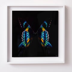 "Butterfly 8" Abstract Photography 24" x 24" in Edition 1/24 by Giuliano Bekor