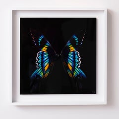 Photographie papillon 8" (FRAMÉ) 16" x 16" en édition 1/20 par Giuliano Bekor