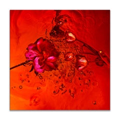 "Echoes 11" Abstract Photography 48" x 48" in Edition of 10 by Giuliano Bekor