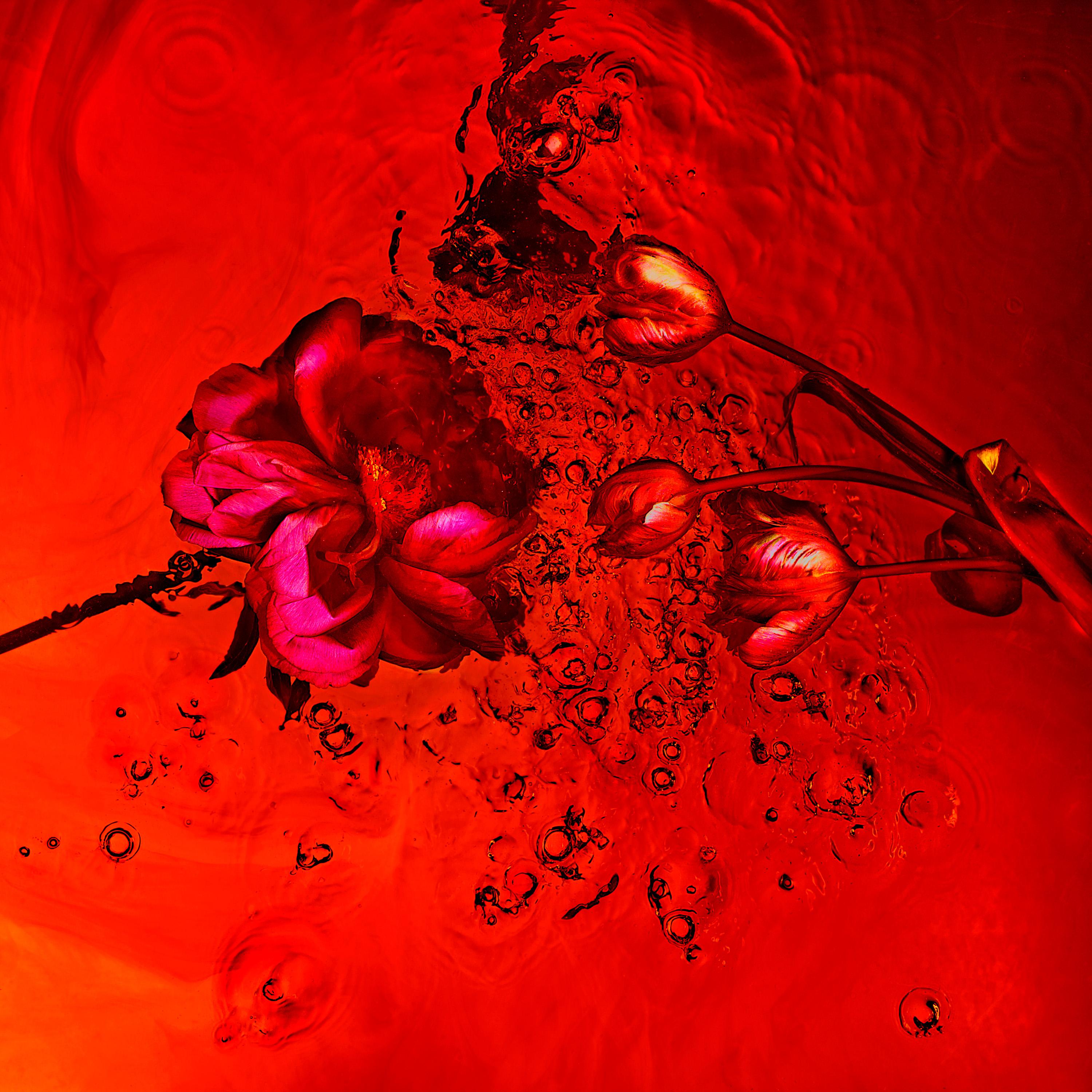 "Echoes 11" Abstract Photography 48" x 48" in Edition of 10 by Giuliano Bekor