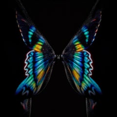 GIULIANO BEKOR - Butterfly or Breast