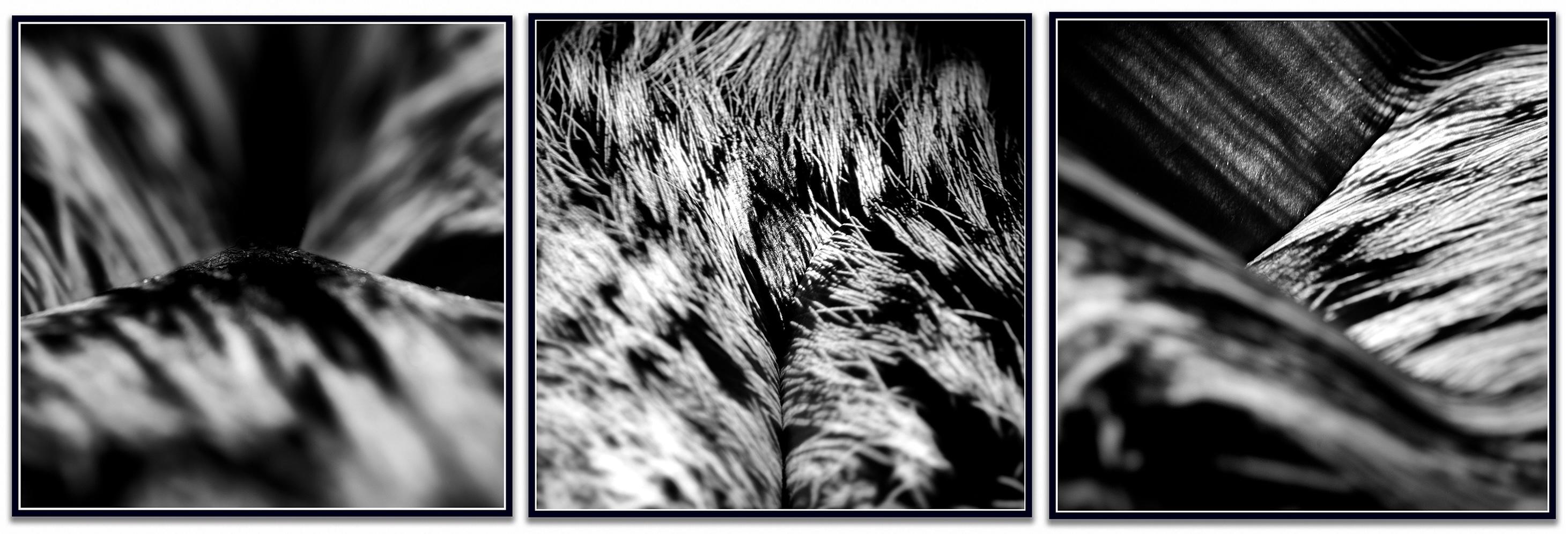 "WA8ABC Triptych" Photograph 24" x 24" in Limited Edition 2/10 by Giuliano Bekor