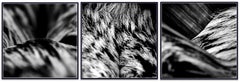 "WA8ABC Triptych" Photograph 24" x 24" in Limited Edition 2/10 by Giuliano Bekor