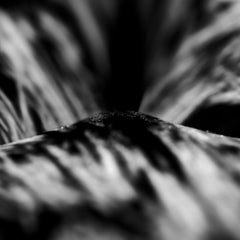 "WA8ABC Triptych" Photography 24" x 24" in Edition 2/10 by Giuliano Bekor